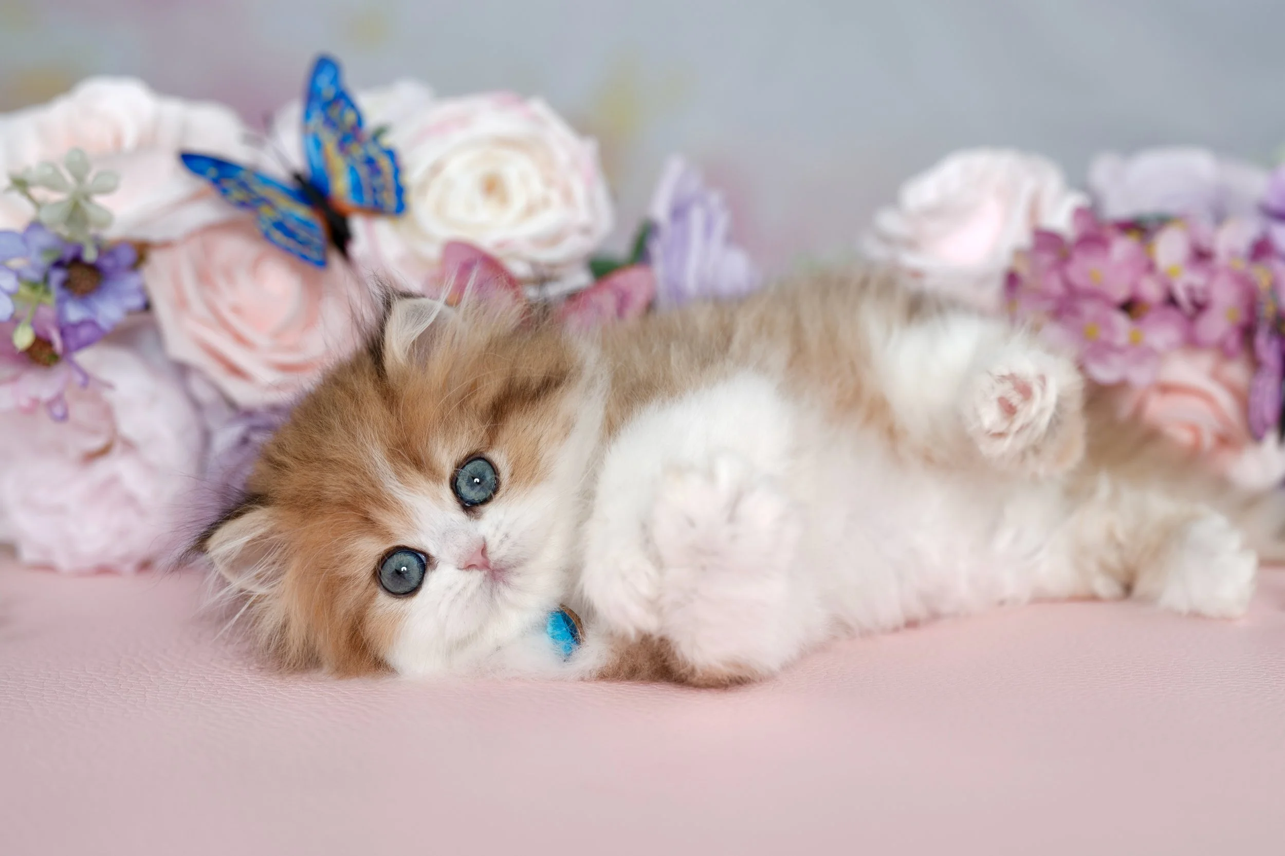 gold and white fluffy blue eyed kittens