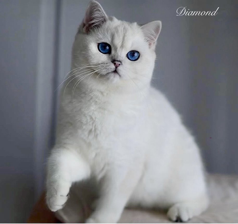 white cat with dark blue eyes