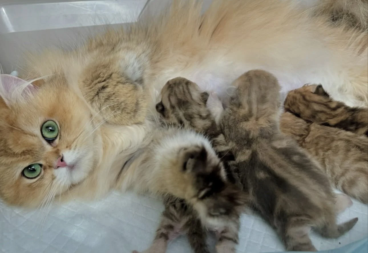 A mother cat with green eyes is lying down with her five kittens, all of which are young and have striped fur patterns.