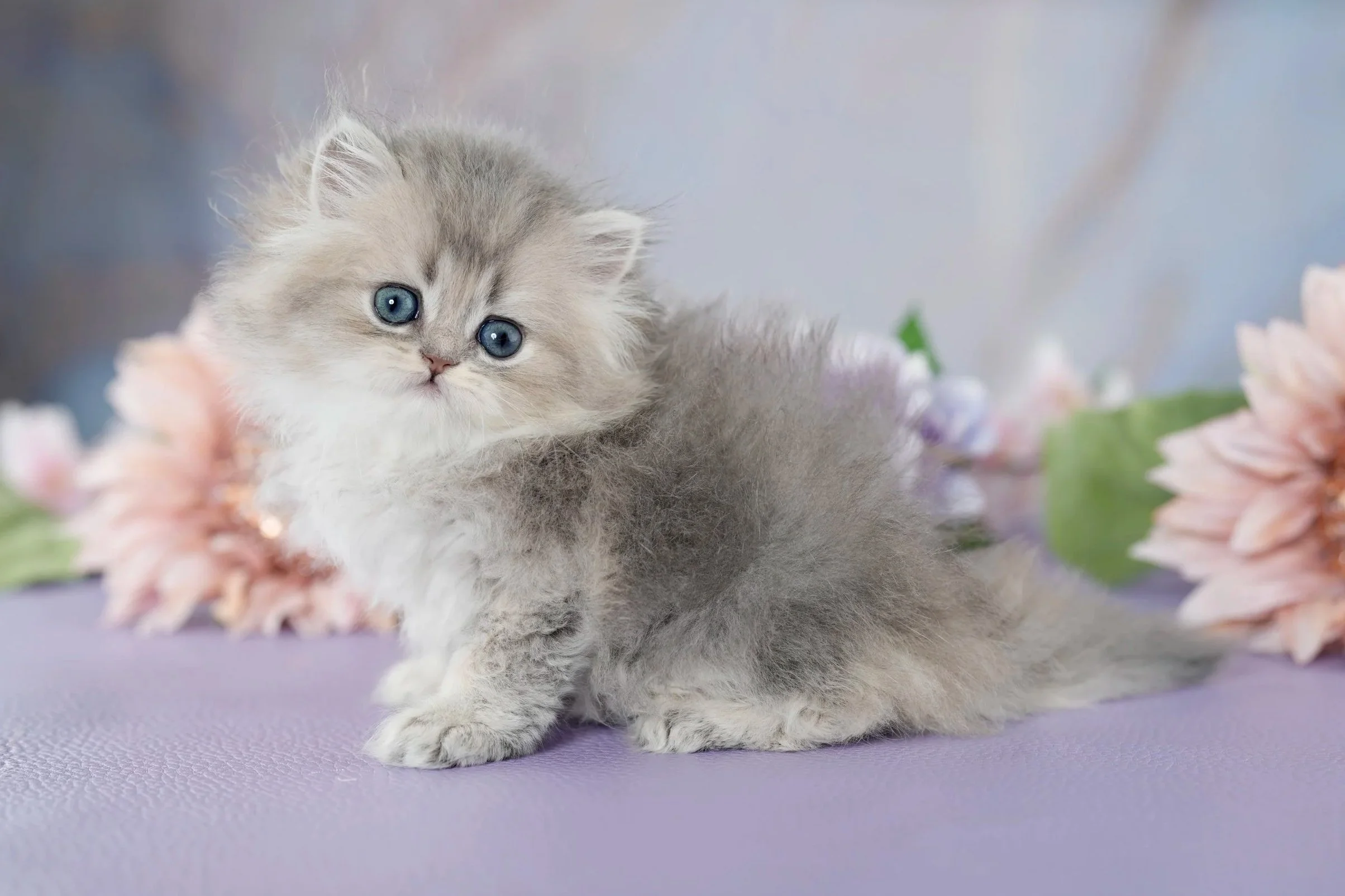 grey fluffy kitten with pink and purple flowers