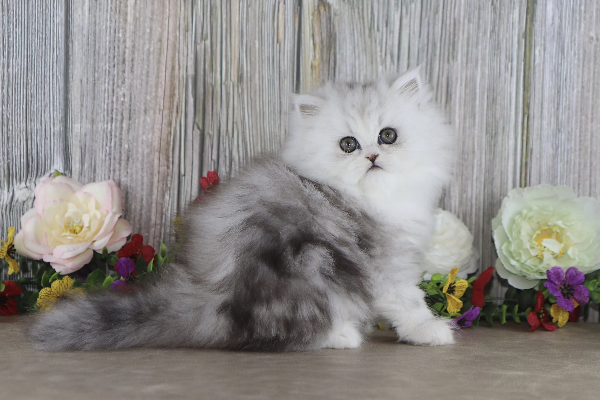 A fluffy gray and white kitten sitting among colorful flowers with a rustic wooden background.