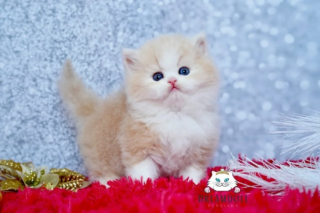 A599659C-98DC-4659-866B-B25CC32FE4D6.jpeg