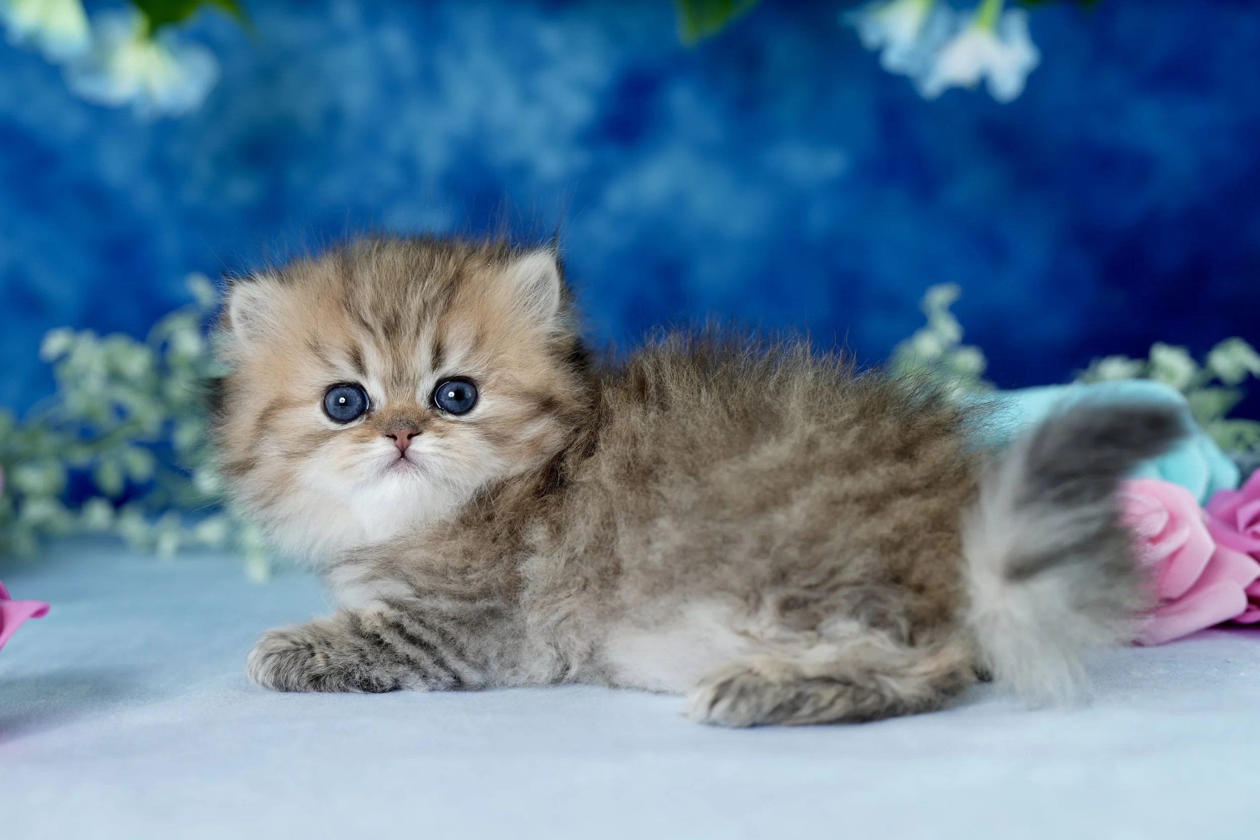 A fluffy brown and white kitten with blue eyes lying on a light-colored surface with colorful flowers and a blue background.