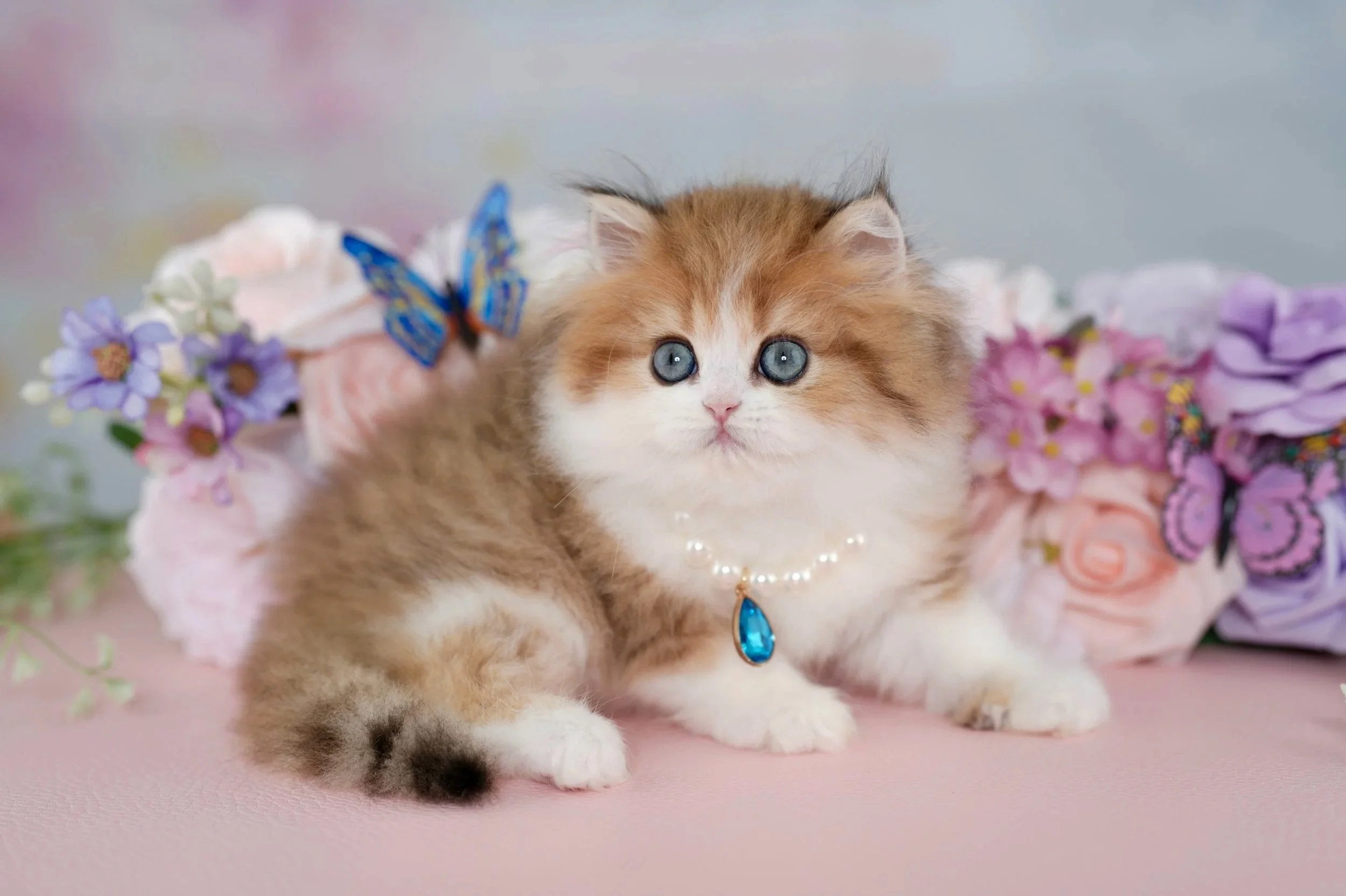 fluffy gold and white kitten with blue eyes