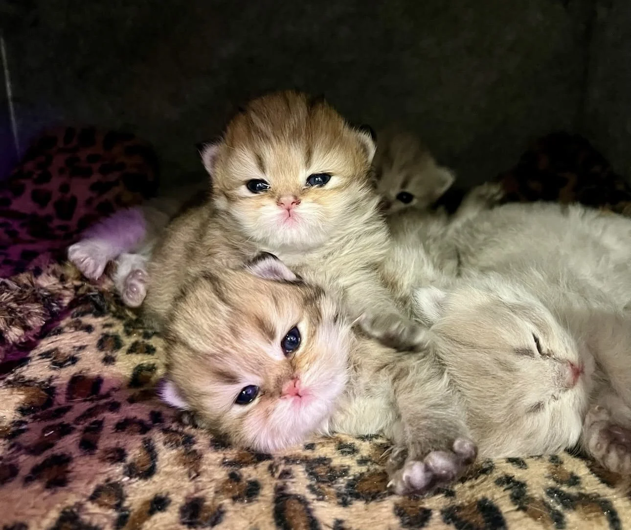 Several small kittens cuddling, with one kitten in the foreground looking at the camera, resting on leopard print fabric.