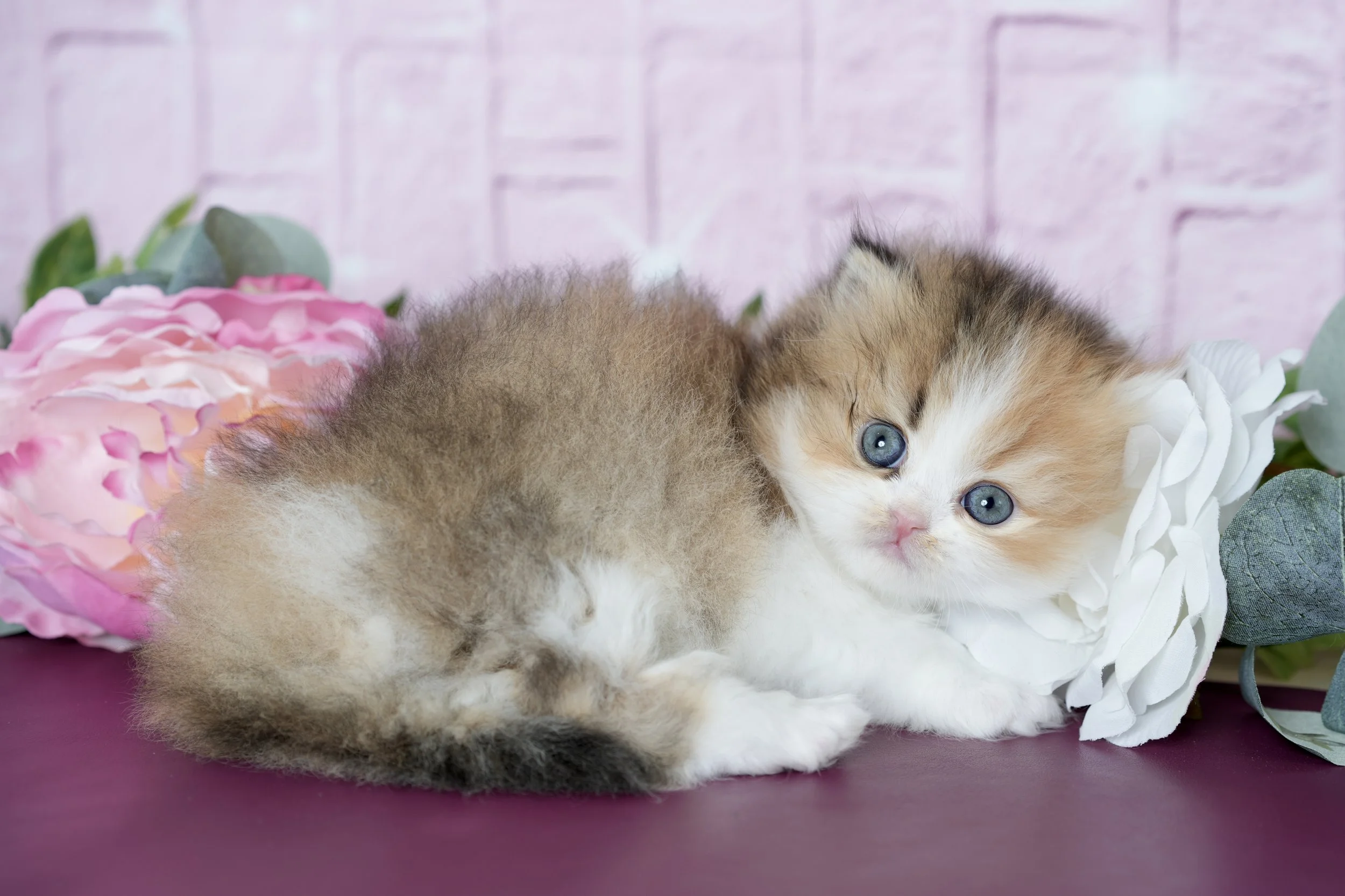 Cute kitten lying on a surface with pink and white flowers in the background.