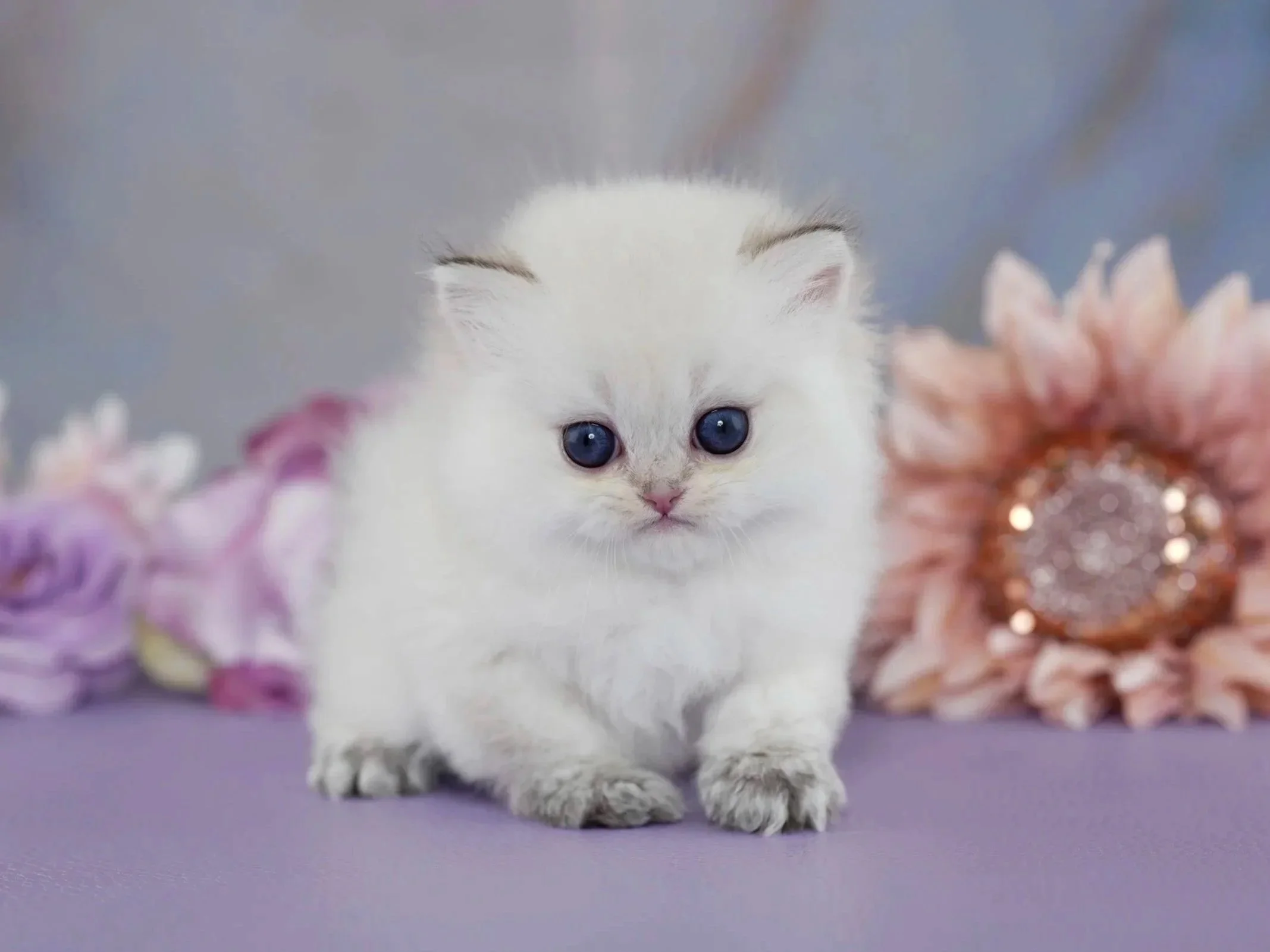 white fluffy kitten with dark blur eyes
