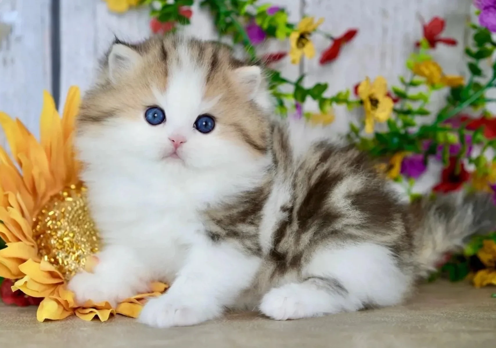 brown gold and white fluffy kitten with blue eyes