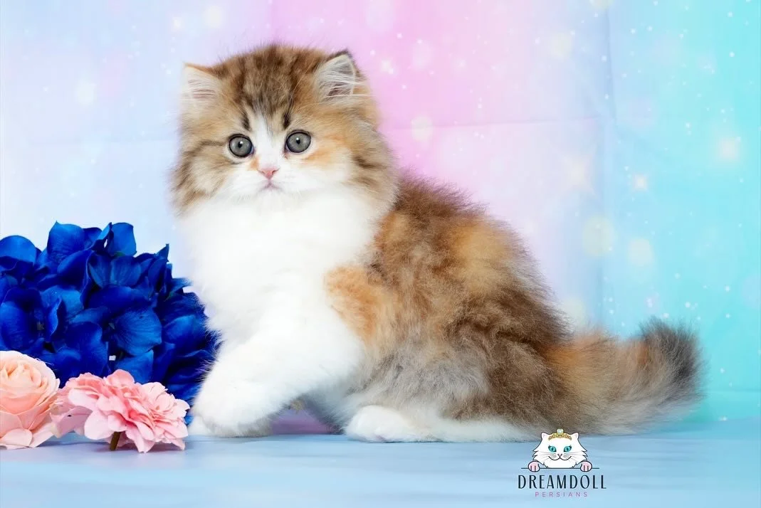 A fluffy calico kitten with gray, white, and orange fur sitting next to pink and blue flowers on a pastel background.