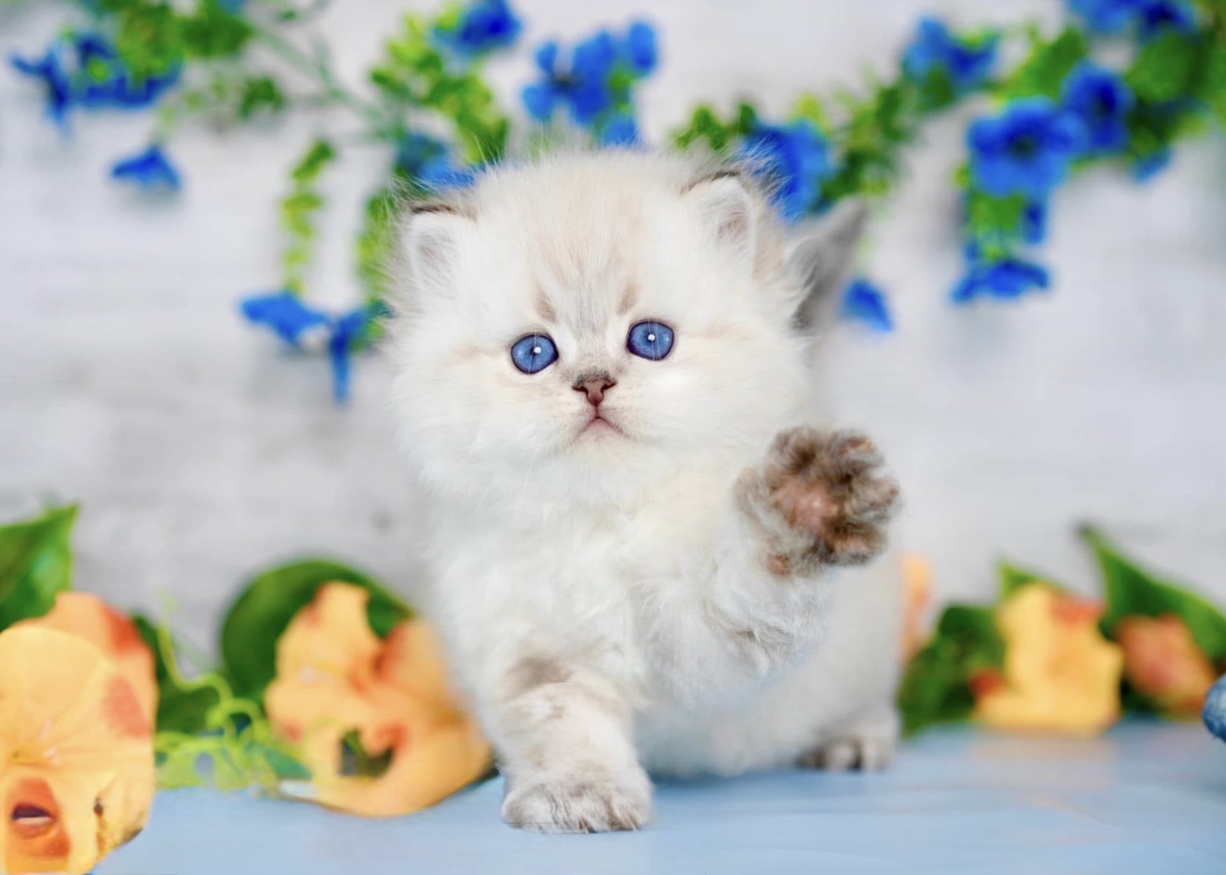 blue eyed kitten with blue and orange flowers