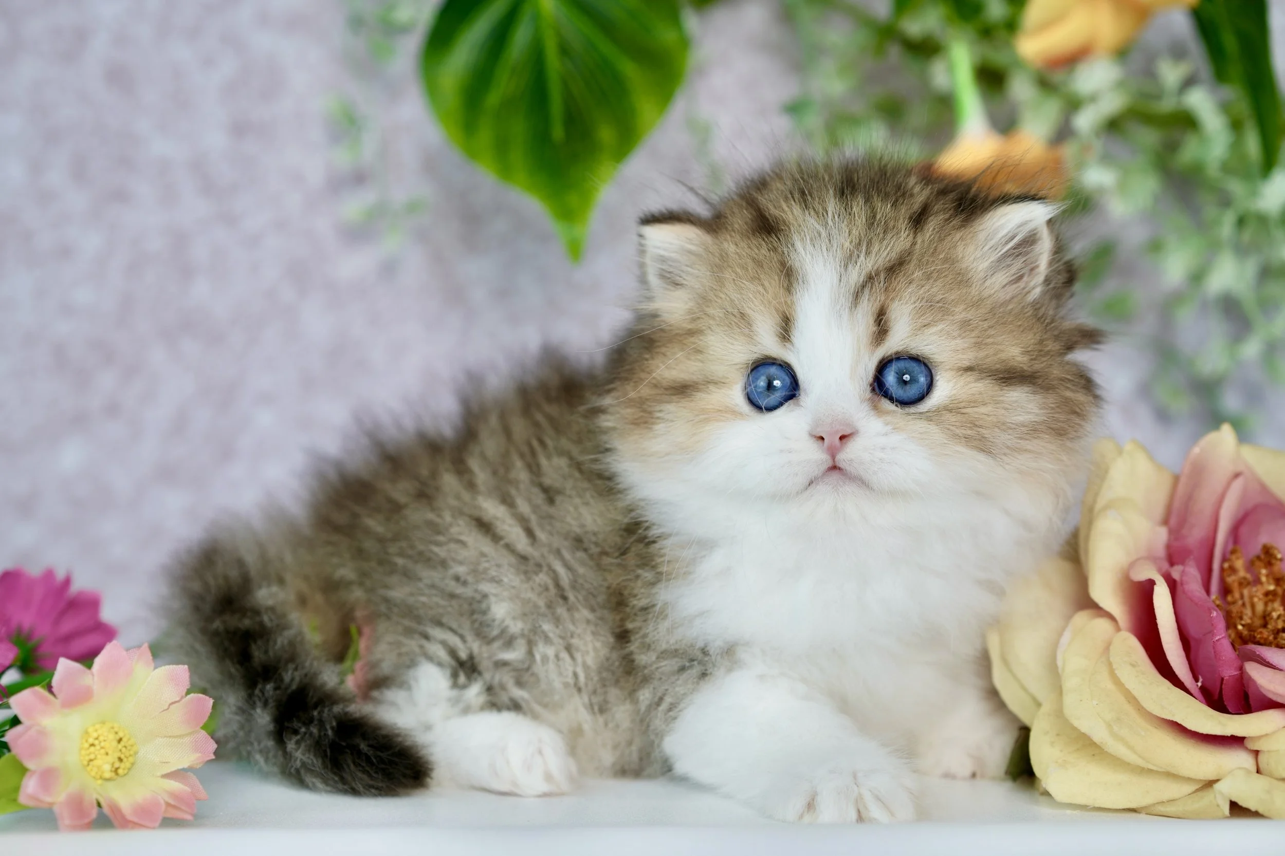 A fluffy kitten with blue eyes lying next to pink and yellow flowers with green leaves in the background.