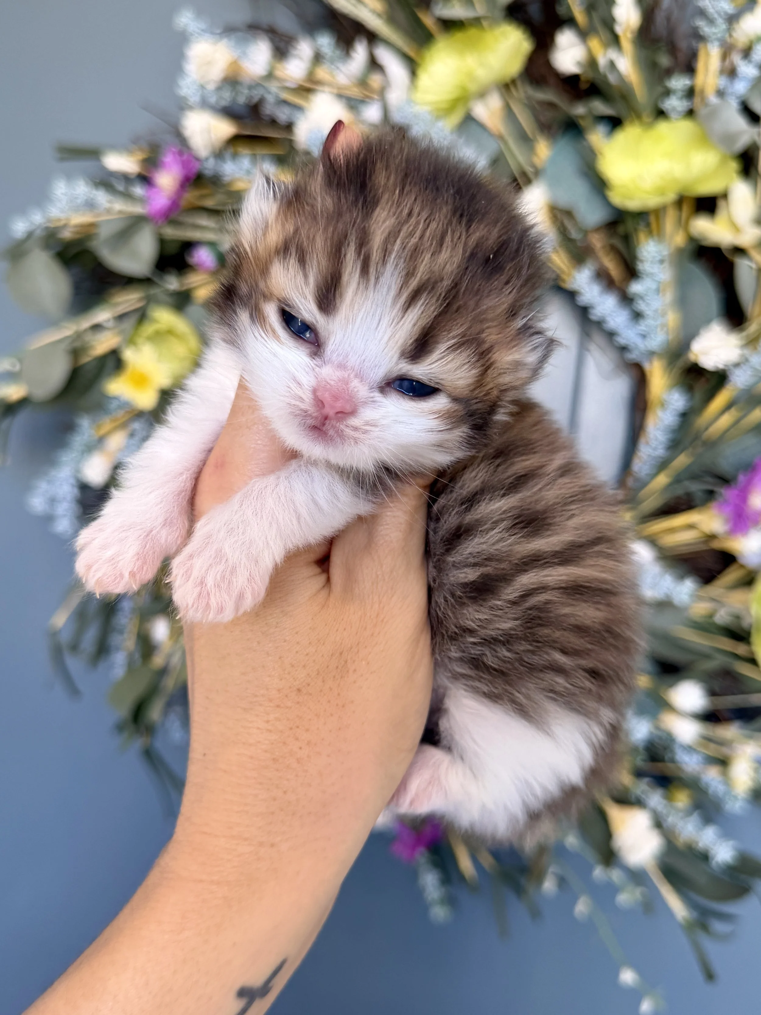 A person holding a tiny, fluffy kitten with blue eyes and a pink nose, in front of a colorful floral background.