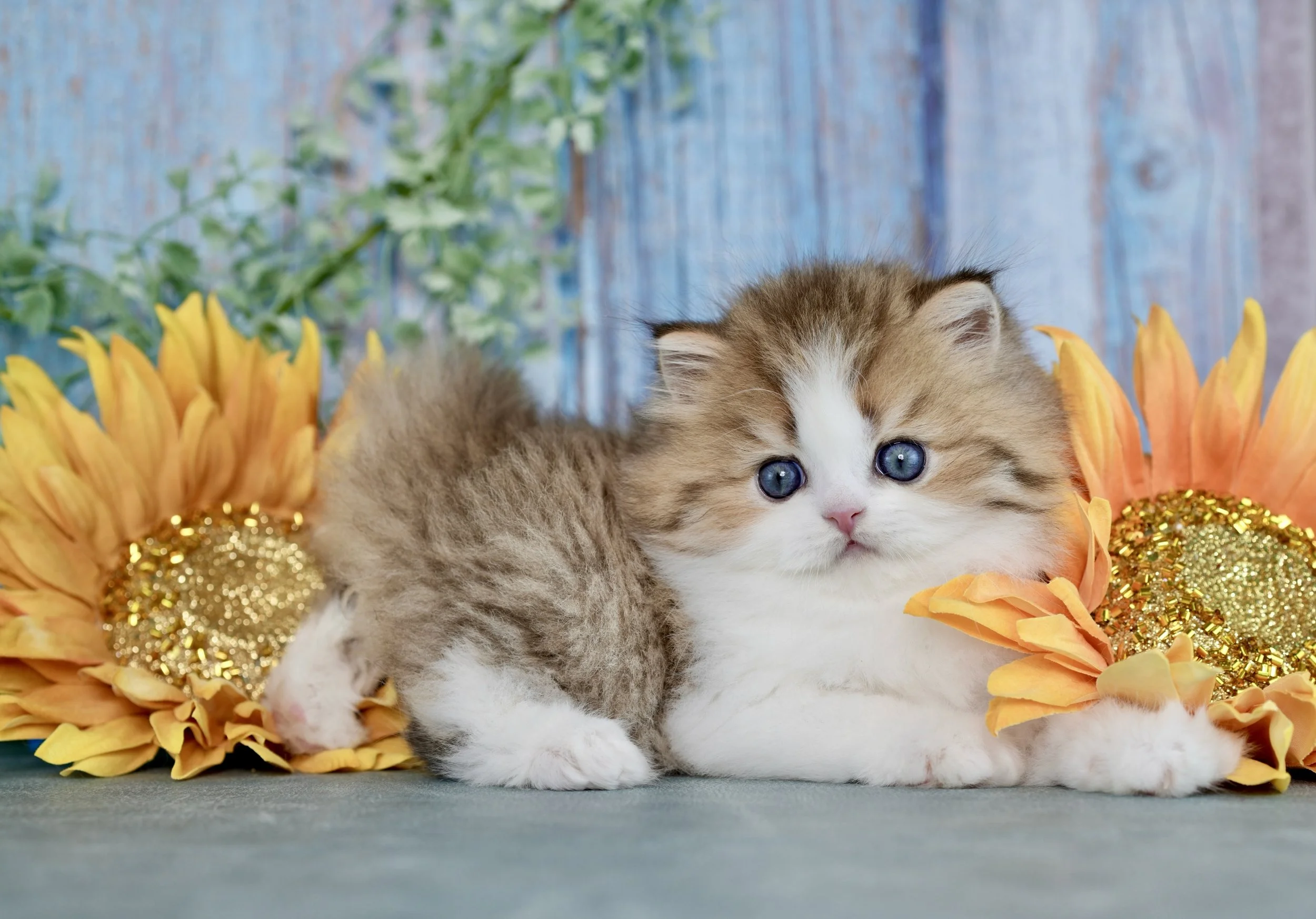 A fluffy kitten with blue eyes lying on a surface surrounded by large sunflower decorations with gold accents, against a blurred blue wooden background with green foliage.