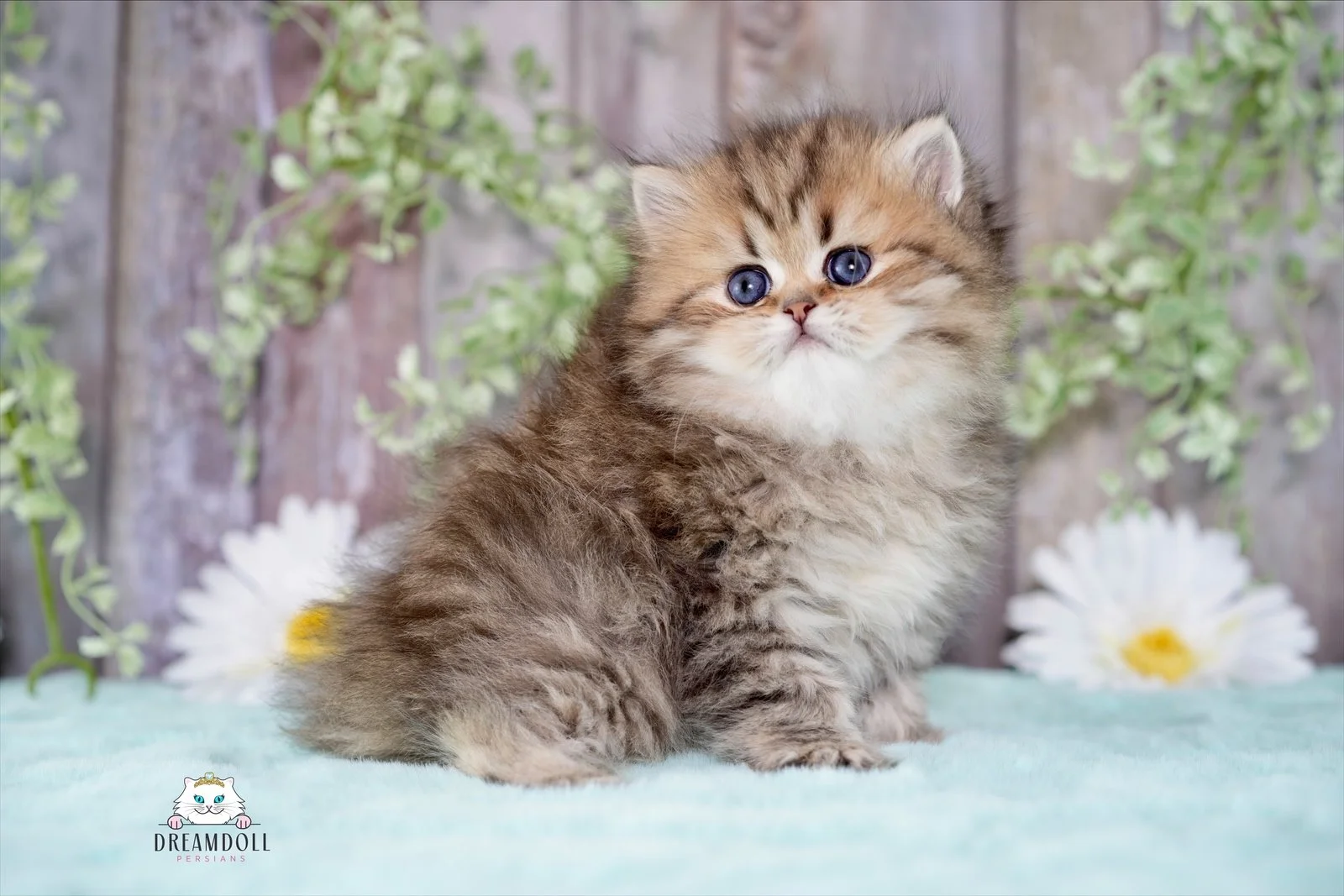 A fluffy Persian kitten with blue eyes sitting on a soft surface with greenery and flowers in the background.