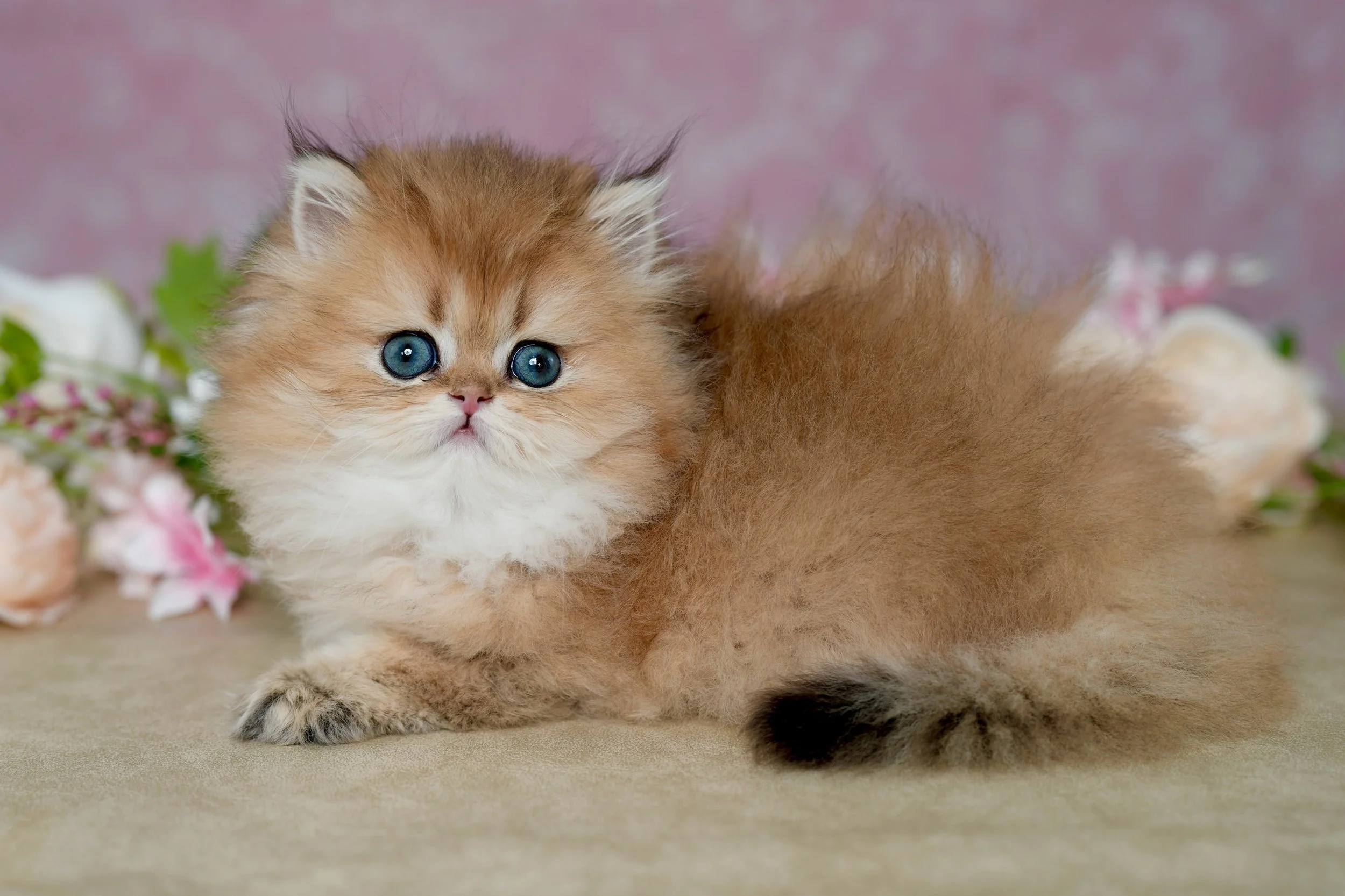 fluffy golden kitten with blue eyes