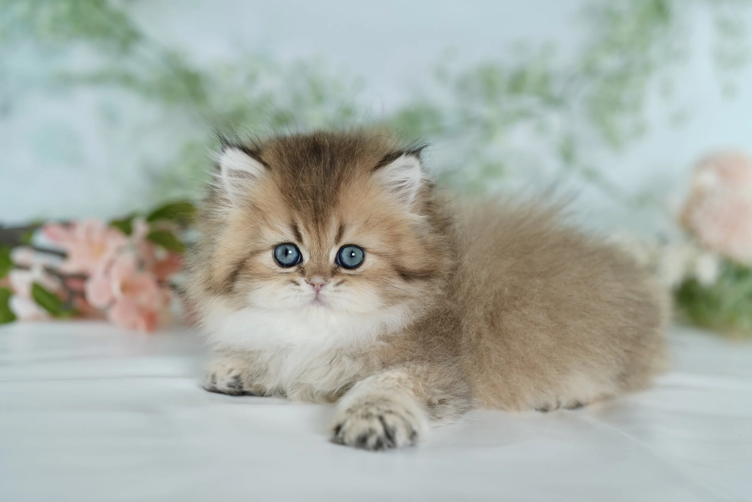 Cute, fluffy brown and white kitten with blue eyes lying on a white surface, with pink flowers in the background.