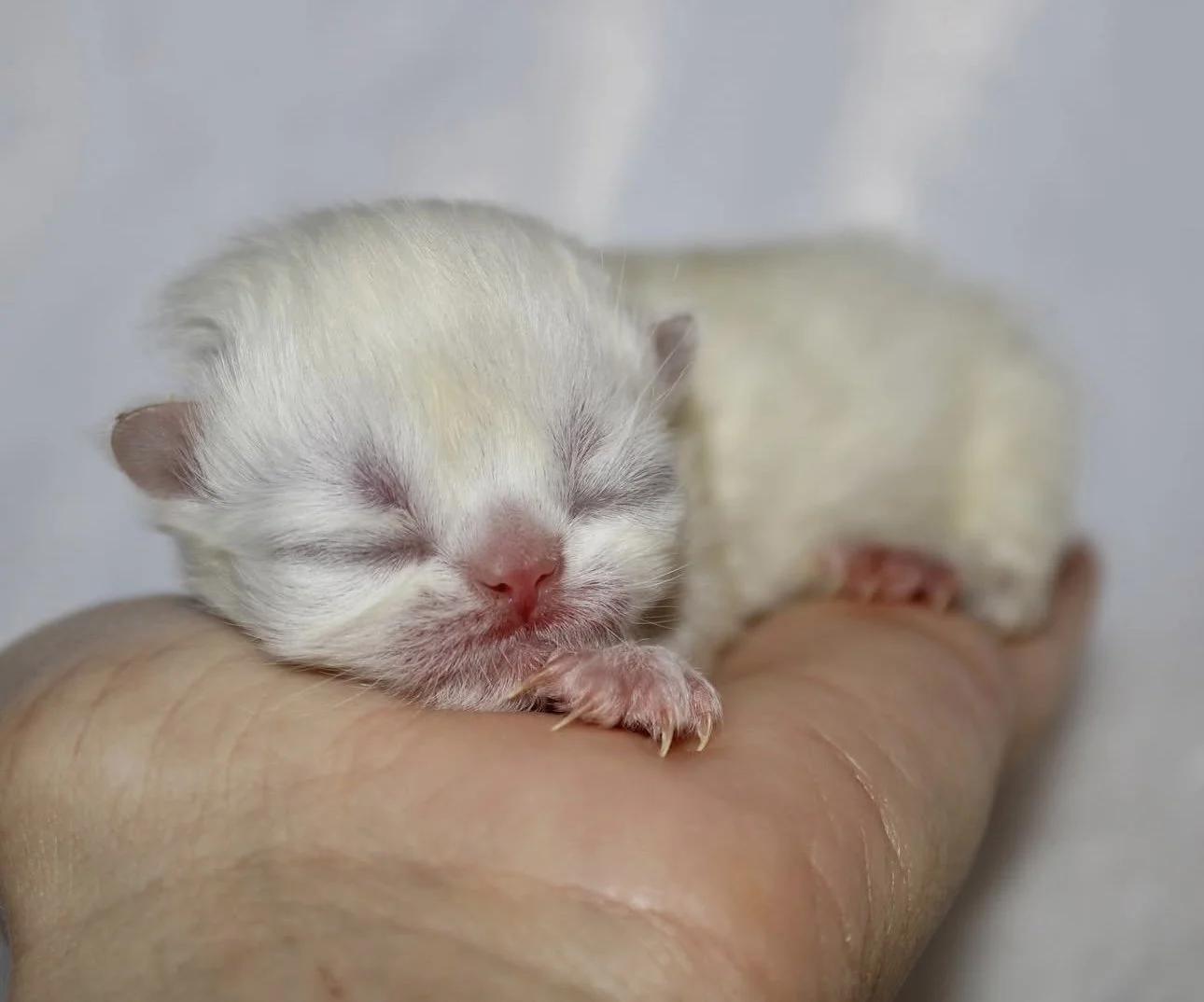 A tiny, newborn kitten with closed eyes, resting on someone's hand.