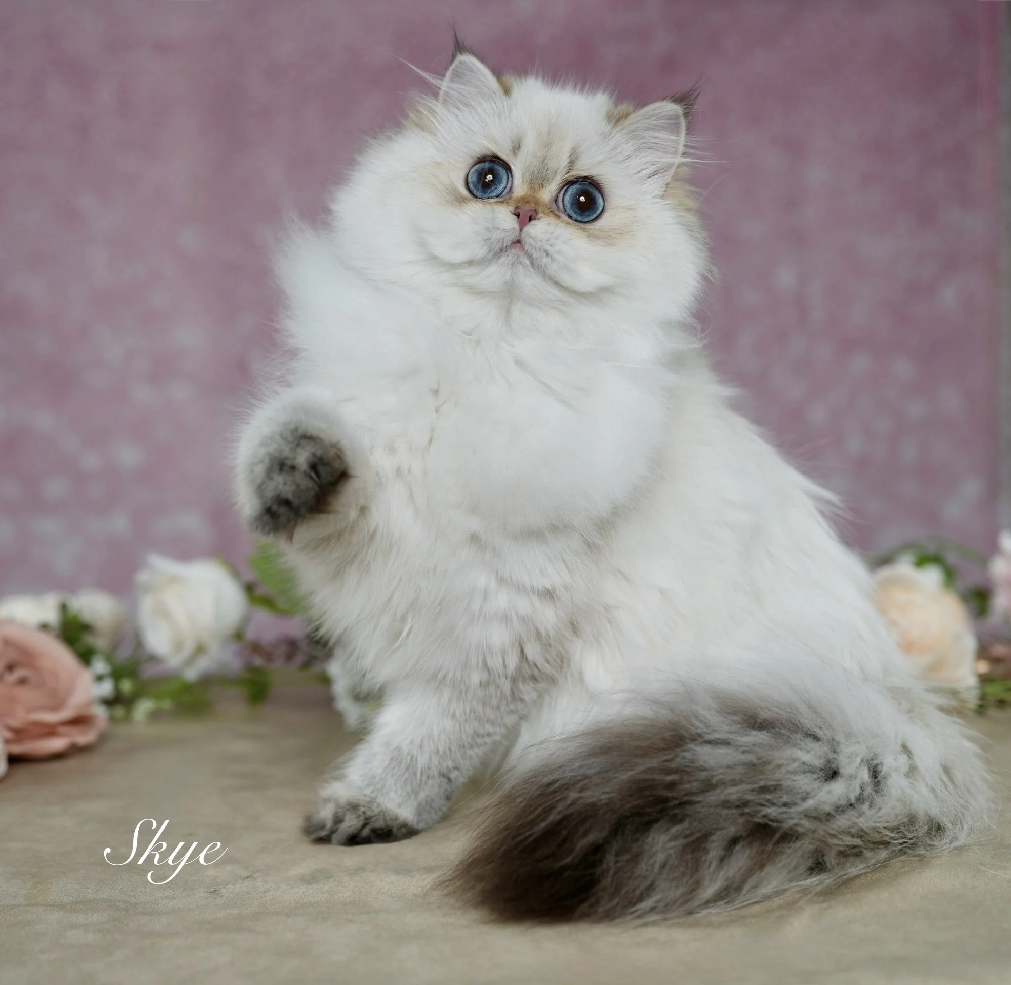 brown-fluffy-cat-blue-eyes