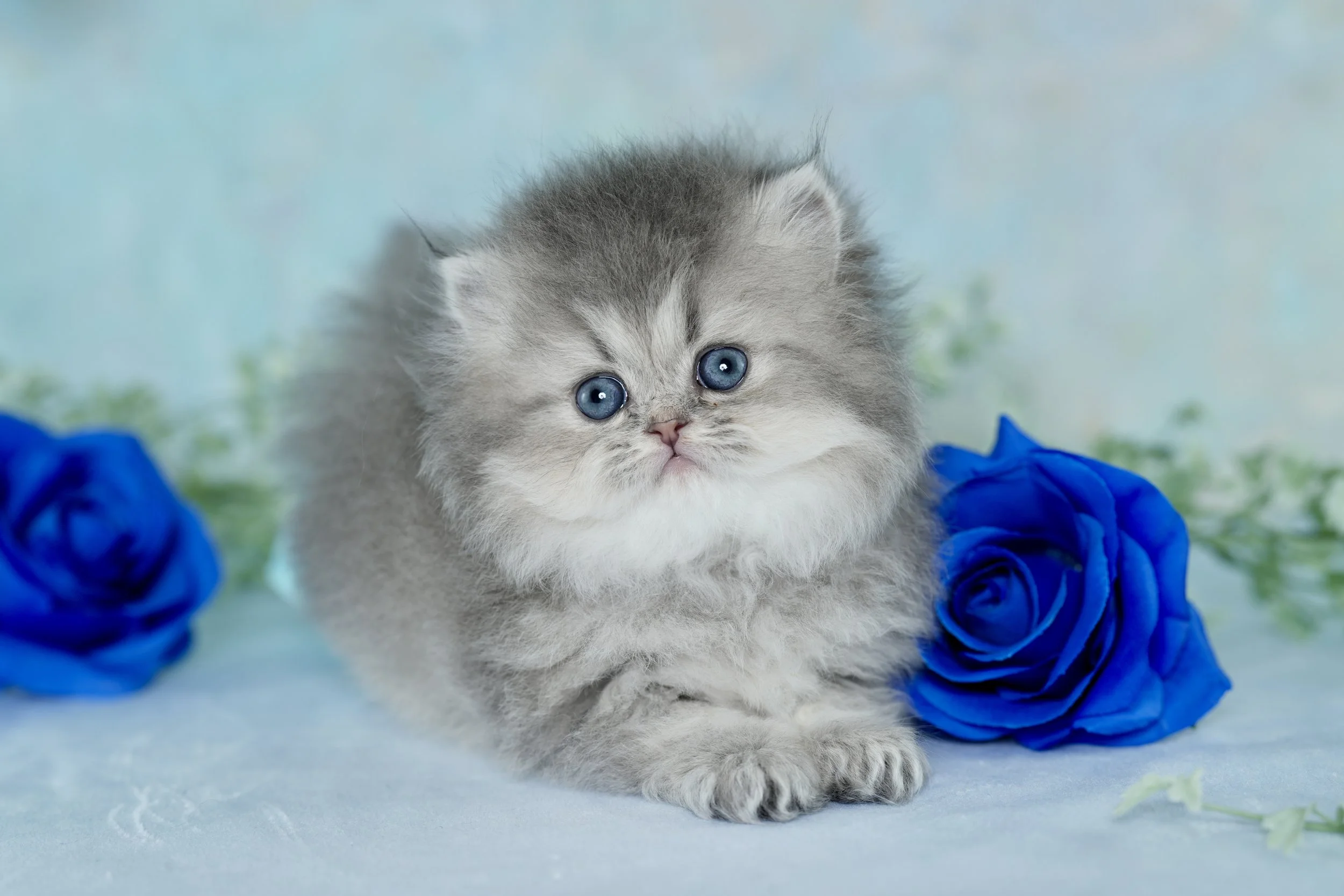 A fluffy gray kitten with blue eyes lying on a light blue surface, surrounded by two vivid blue roses, with a soft blurred background.