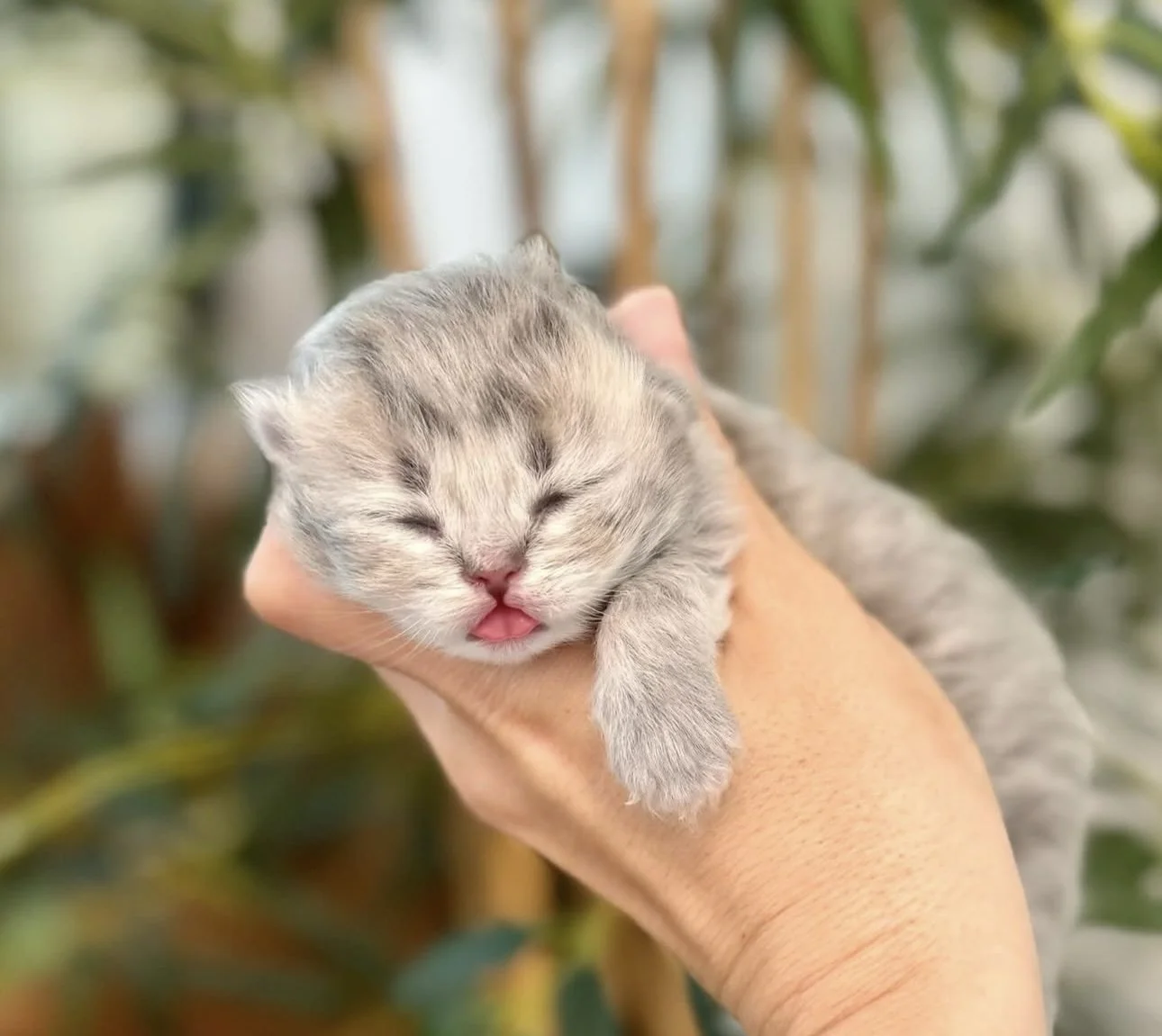 A small gray striped kitten being gently held in a person's hand, with eyes closed and tongue sticking out, with green plants blurred in the background.