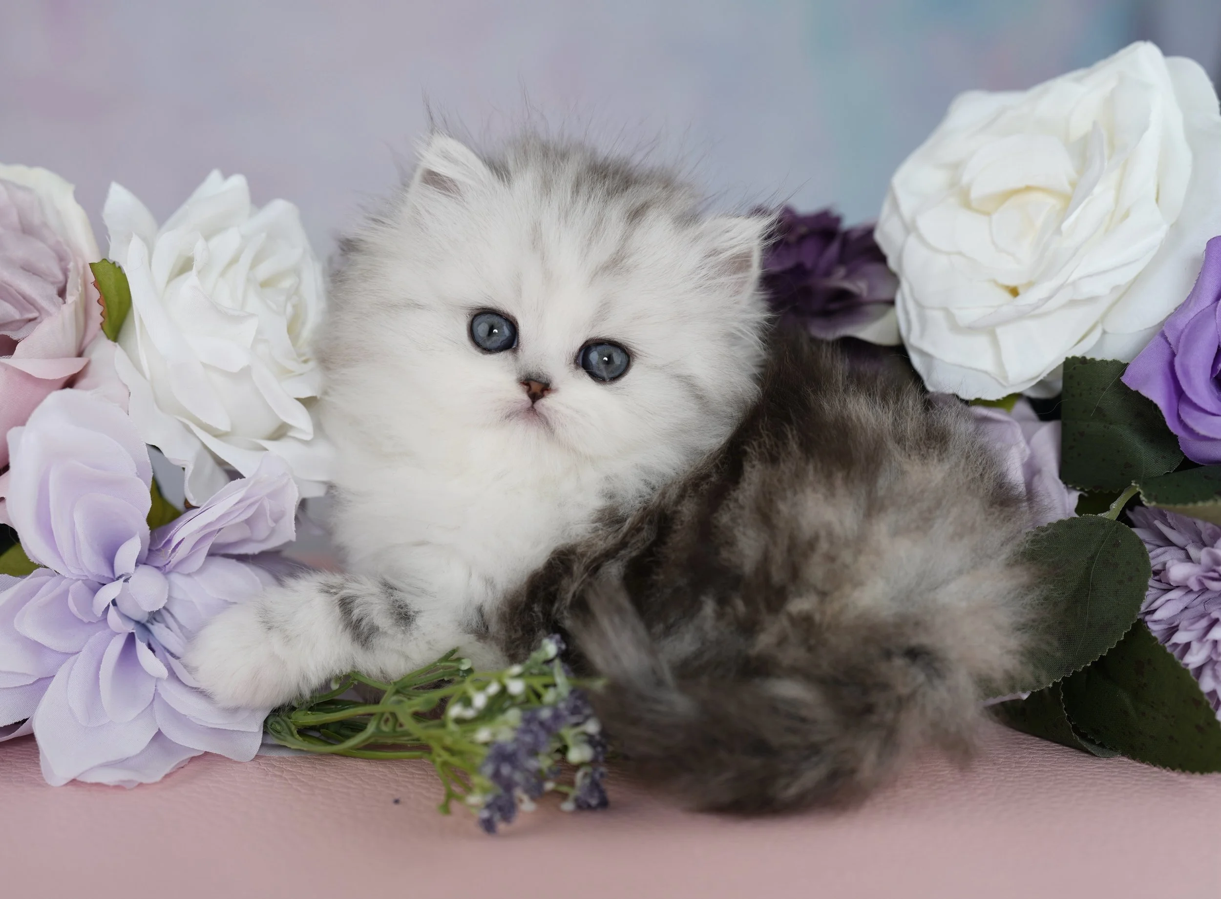 Silver and white fluffy kitten playing with purple flowers