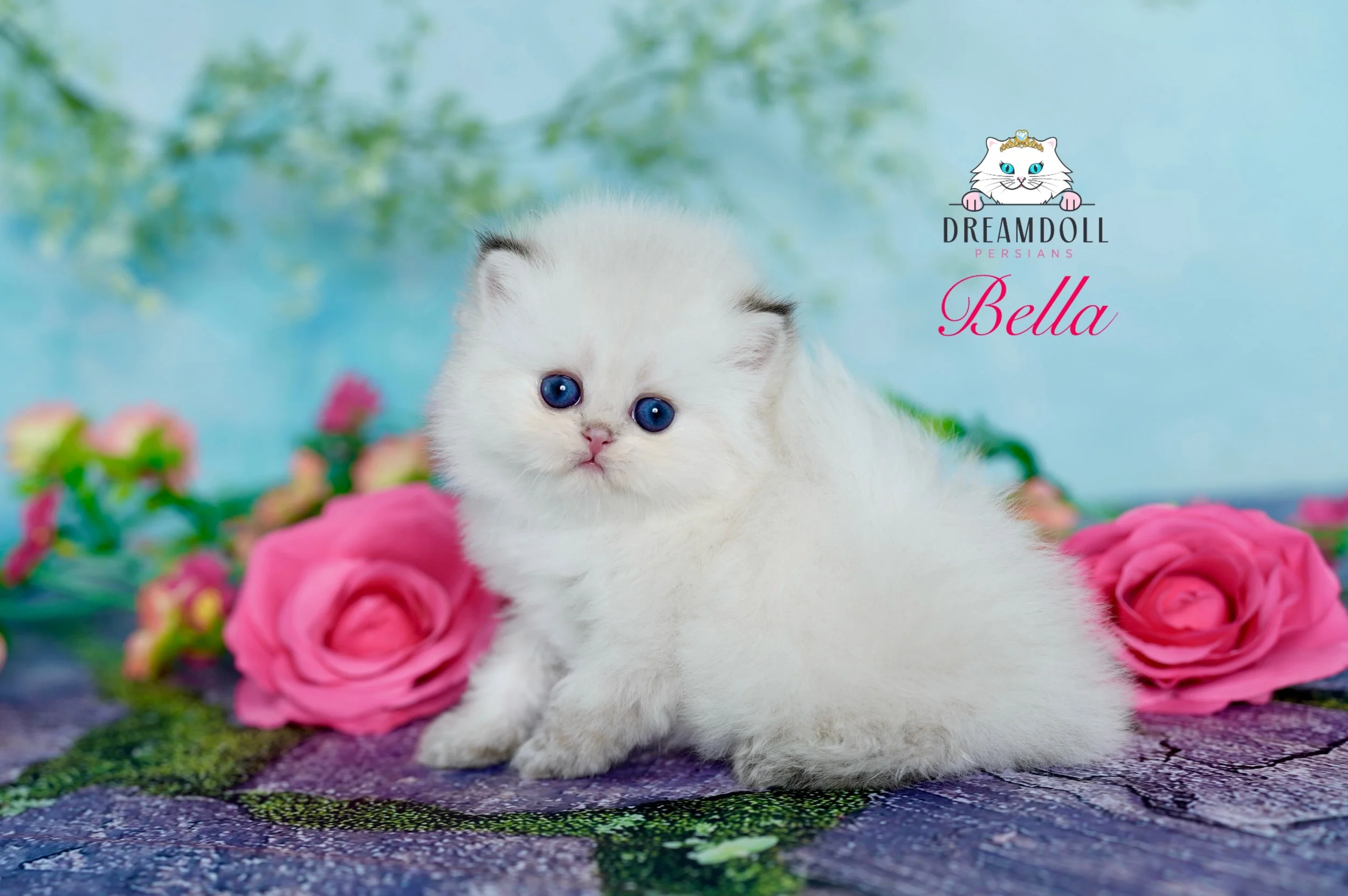 A cute white kitten with blue eyes sitting in front of pink roses on a colorful textured surface with a blurred background. The image features the Dreamdoll Persians logo and the name Bella.