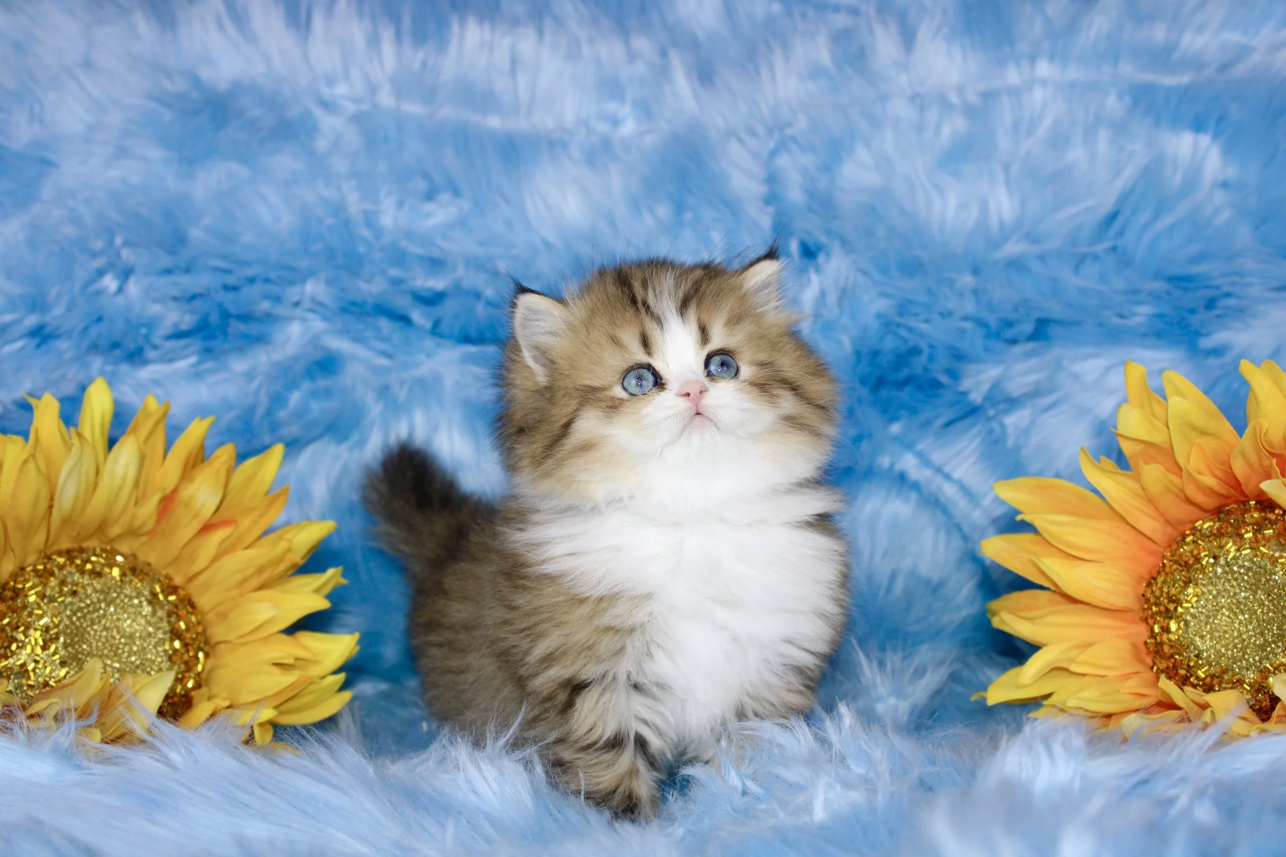Adorable brown tabby kitten with blue eyes sitting on blue furry blanket with two large decorative sunflowers with yellow petals and glittery centers on either side.