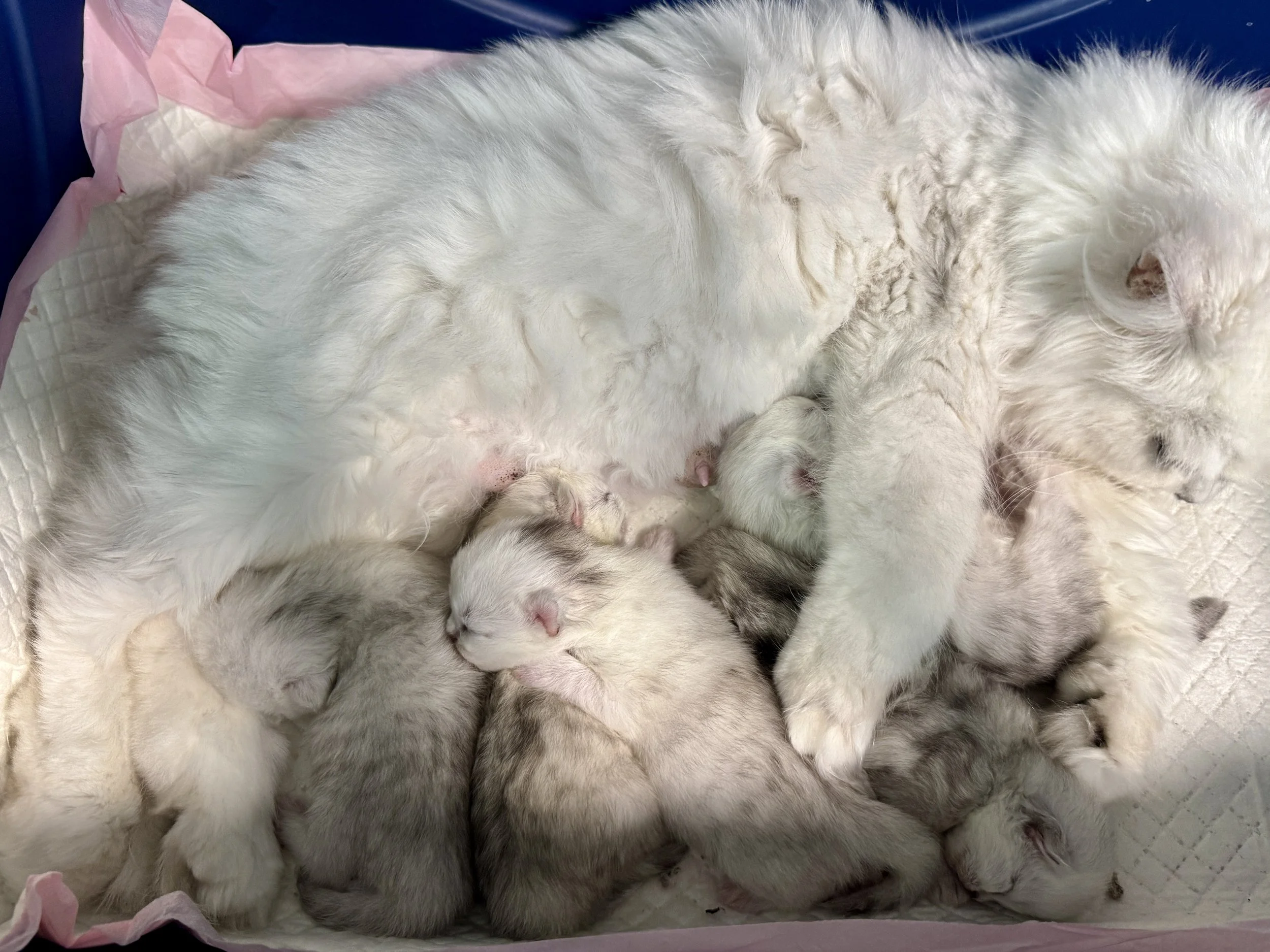 A white mother cat with her newborn kittens nursing and resting on a quilted blanket.