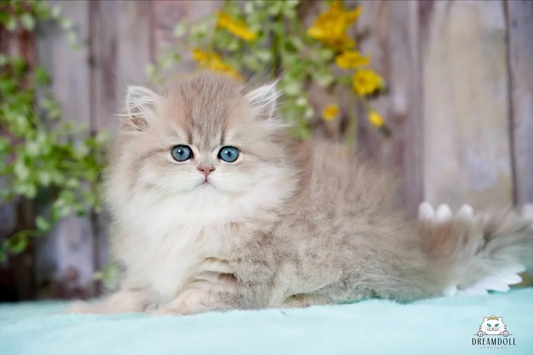 A fluffy gray kitten with bright blue eyes lying on a light blue surface outdoors, with a wooden fence and yellow flowers in the background.