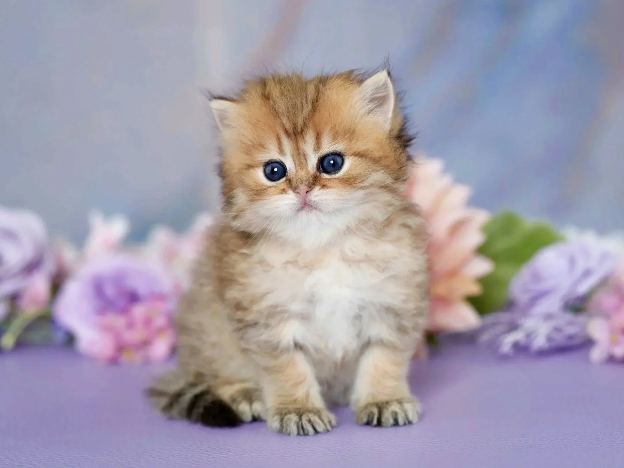 fluffy-golden-kitten