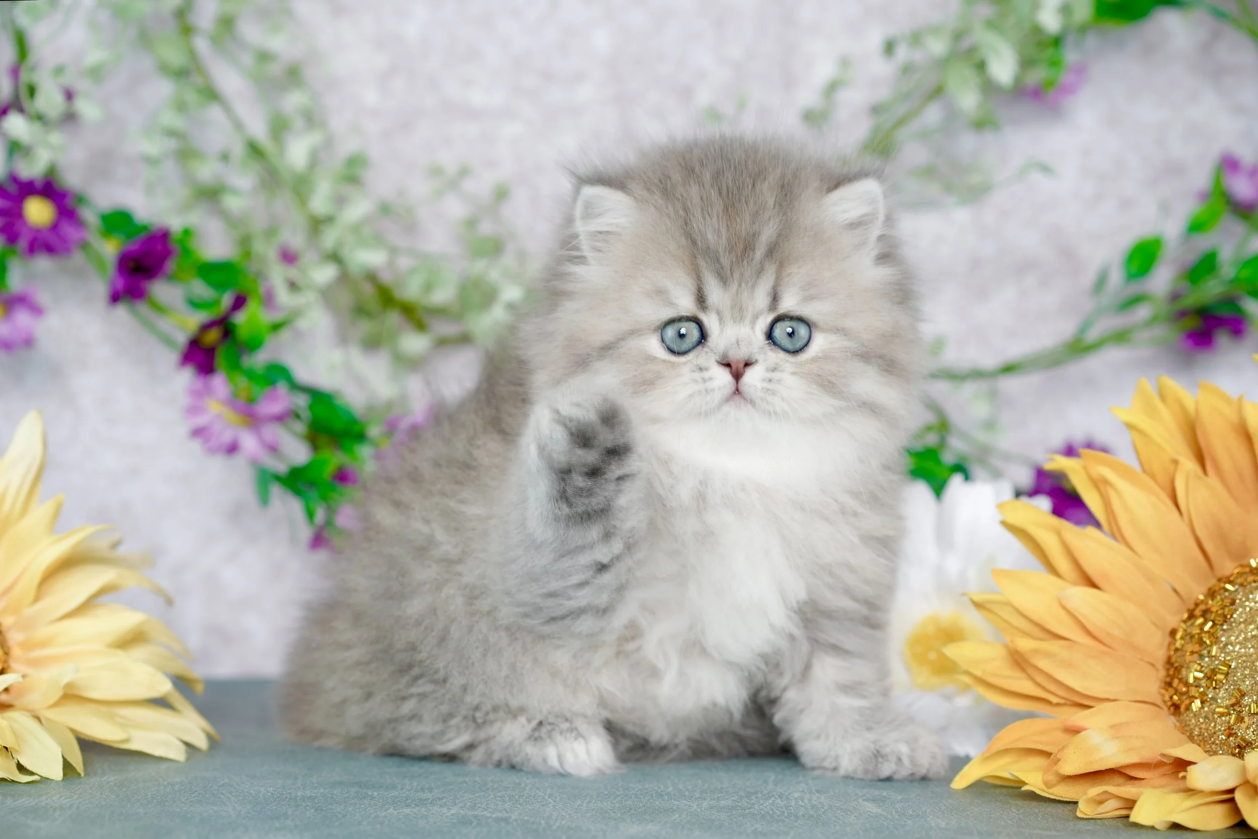 A fluffy gray kitten with blue eyes sitting on a teal surface surrounded by colorful flowers, including sunflowers and purple flowers, against a soft background.