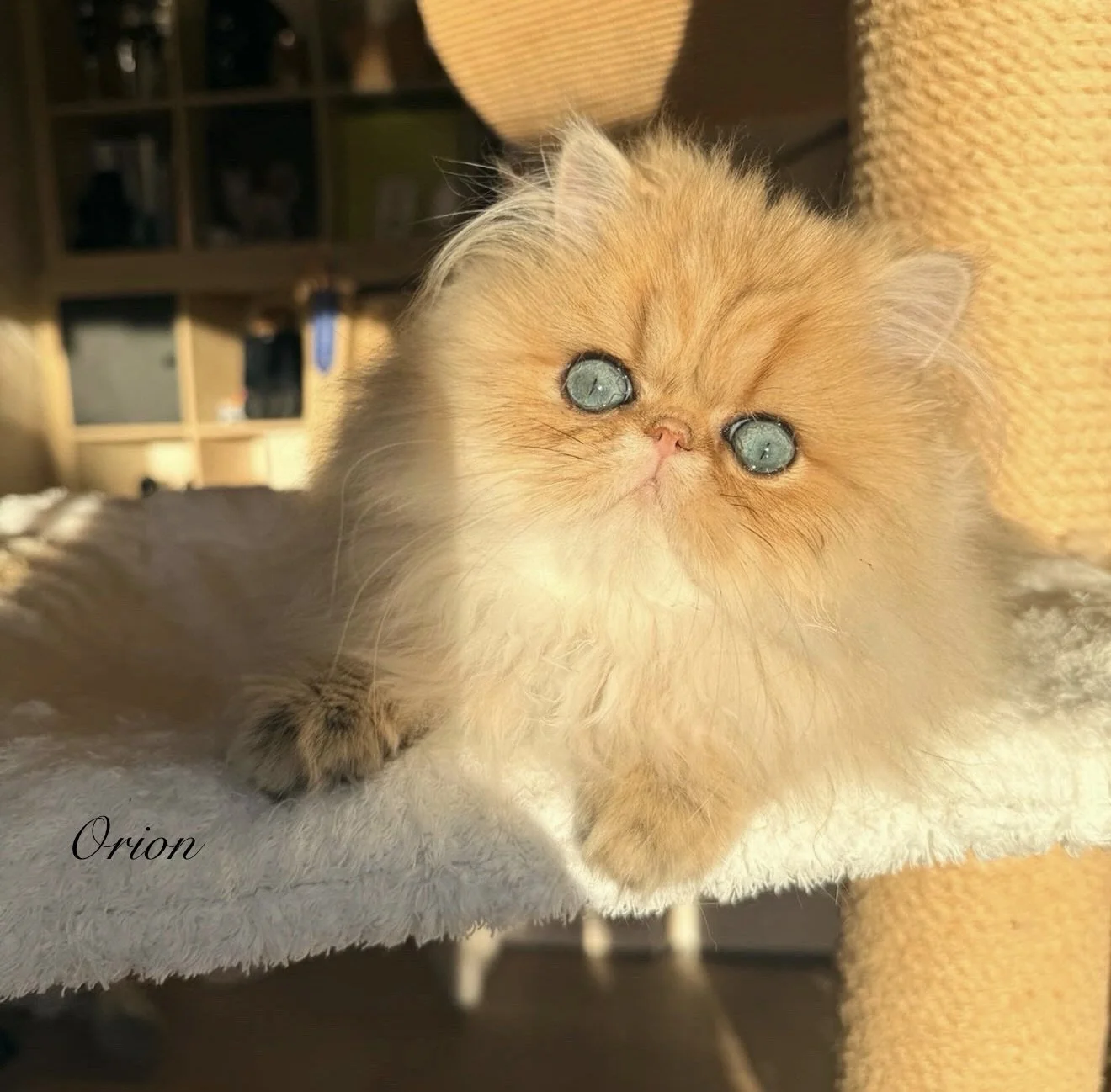 gold-cat-with-blue-eyes