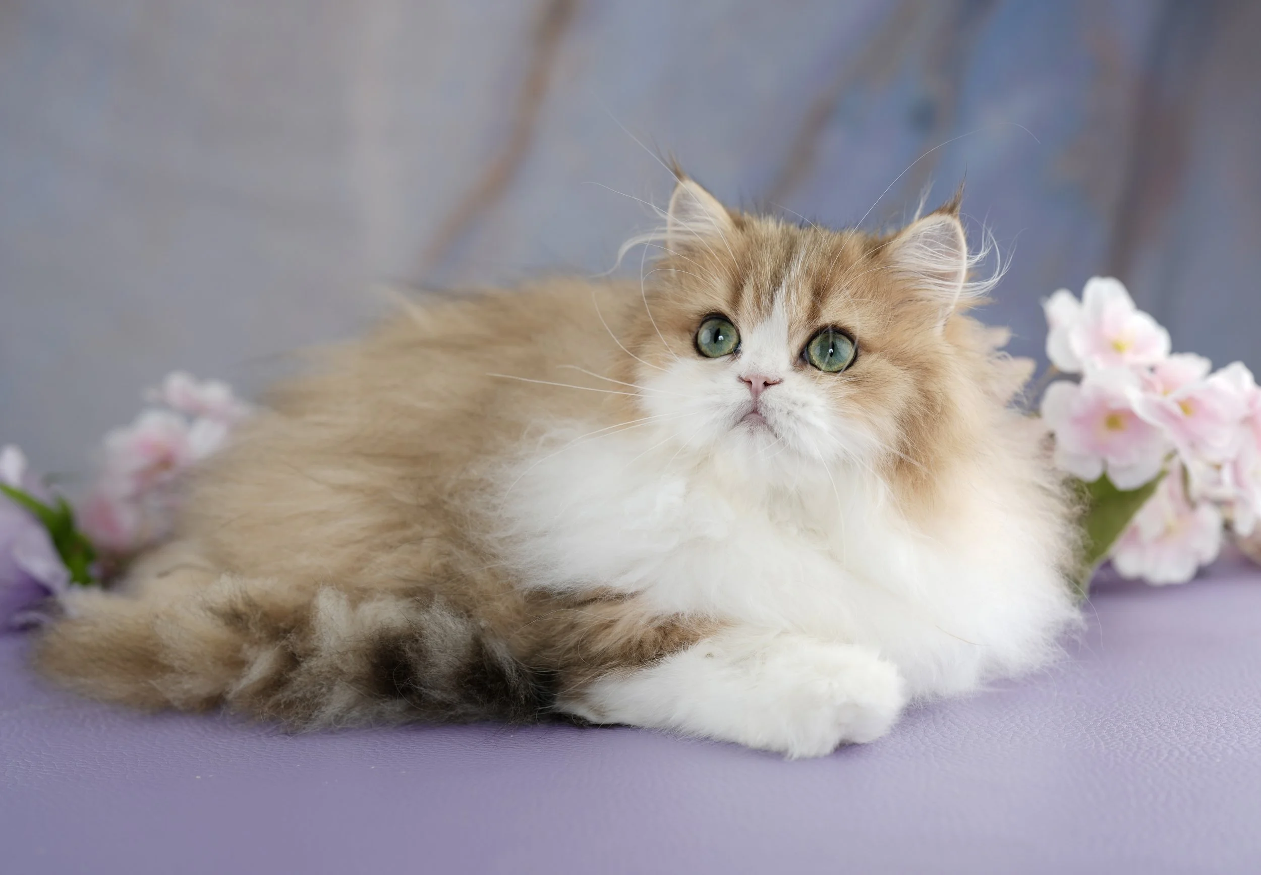 gold and white fluffy kitten