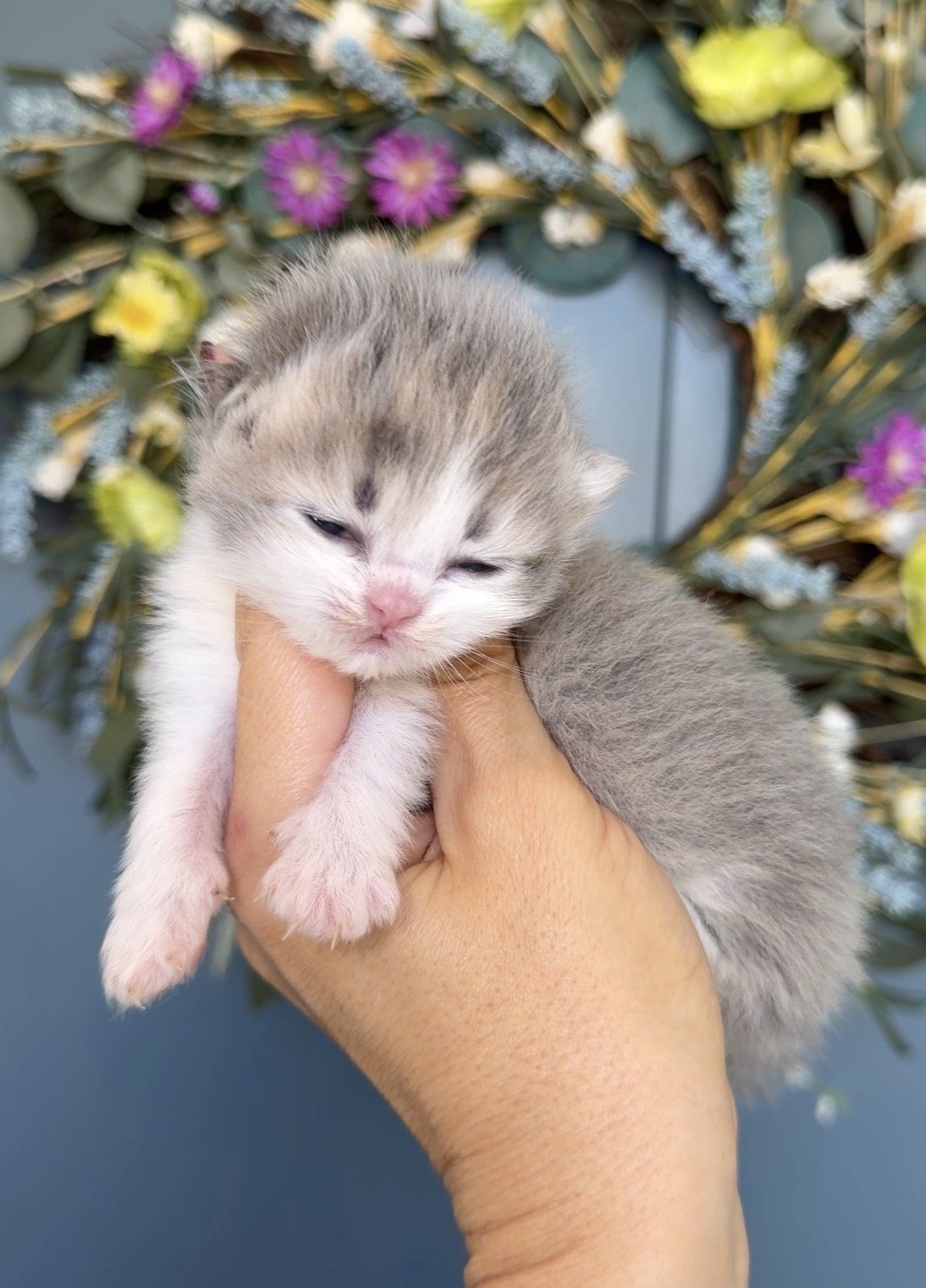 A tiny gray and white kitten with closed eyes being held in a person's hand, with a colorful floral background.