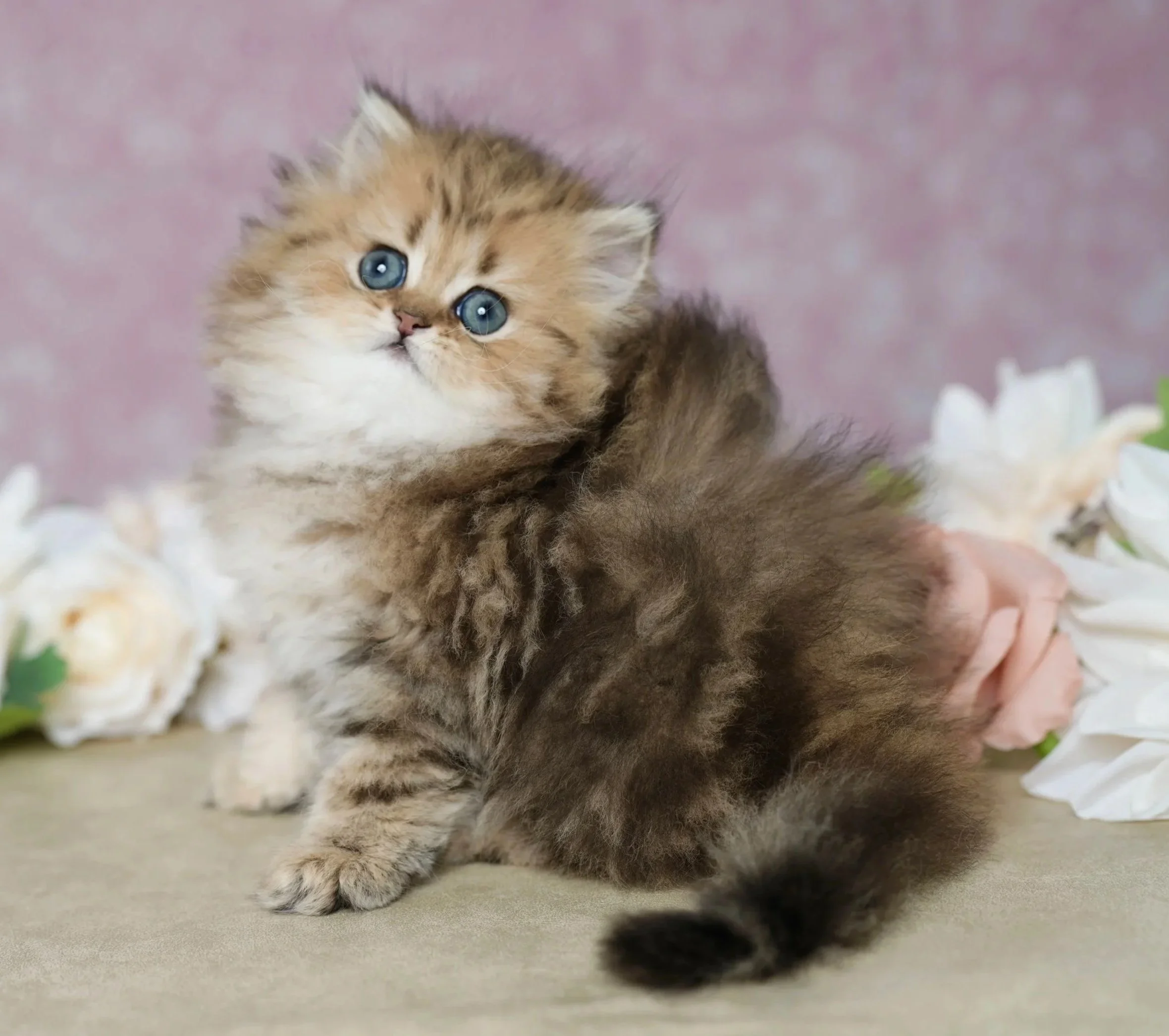 gold and brown fluffy kitten