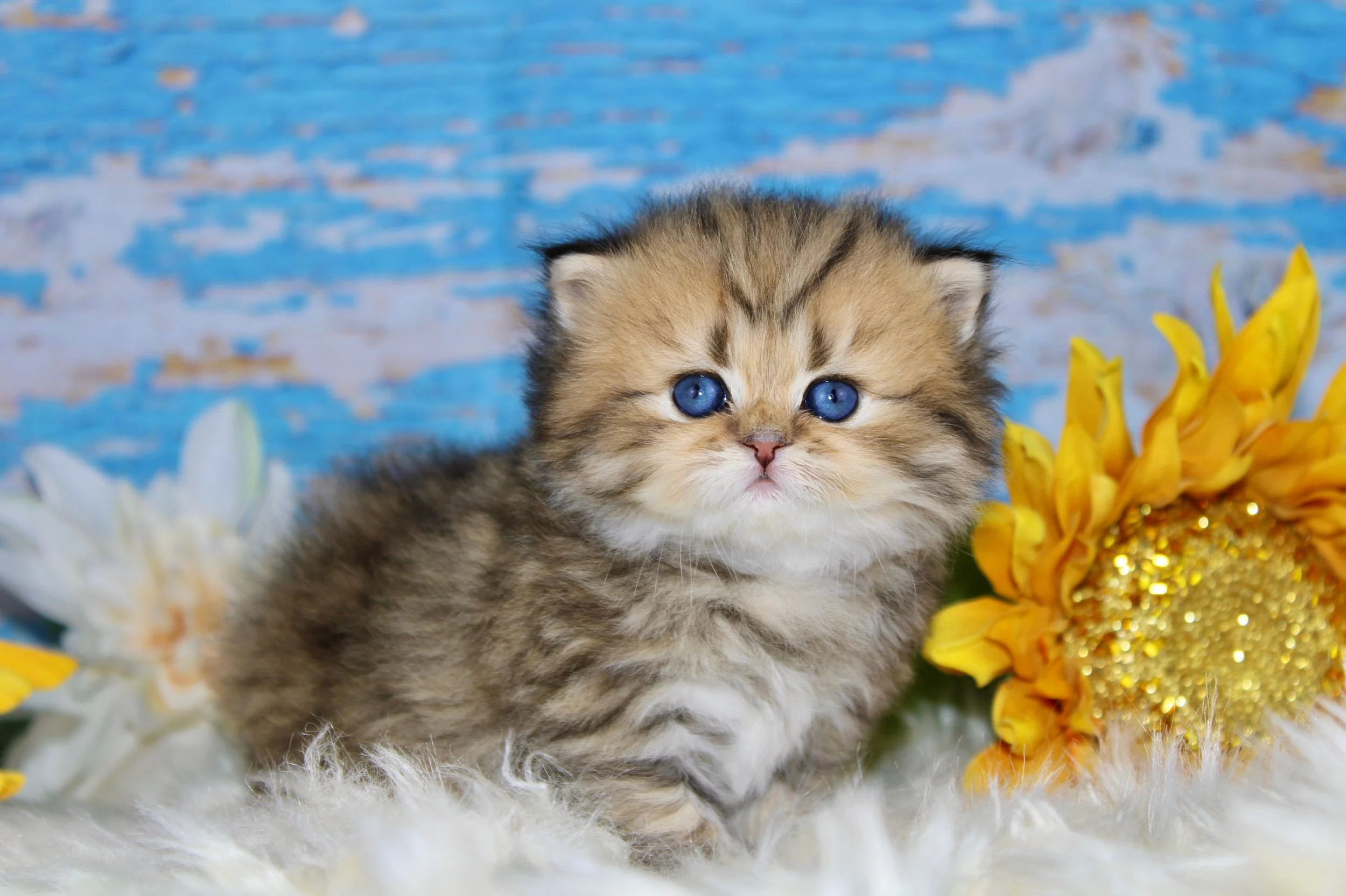 A cute, fluffy kitten with blue eyes sitting on a soft white surface, surrounded by yellow and white flowers against a blue background.