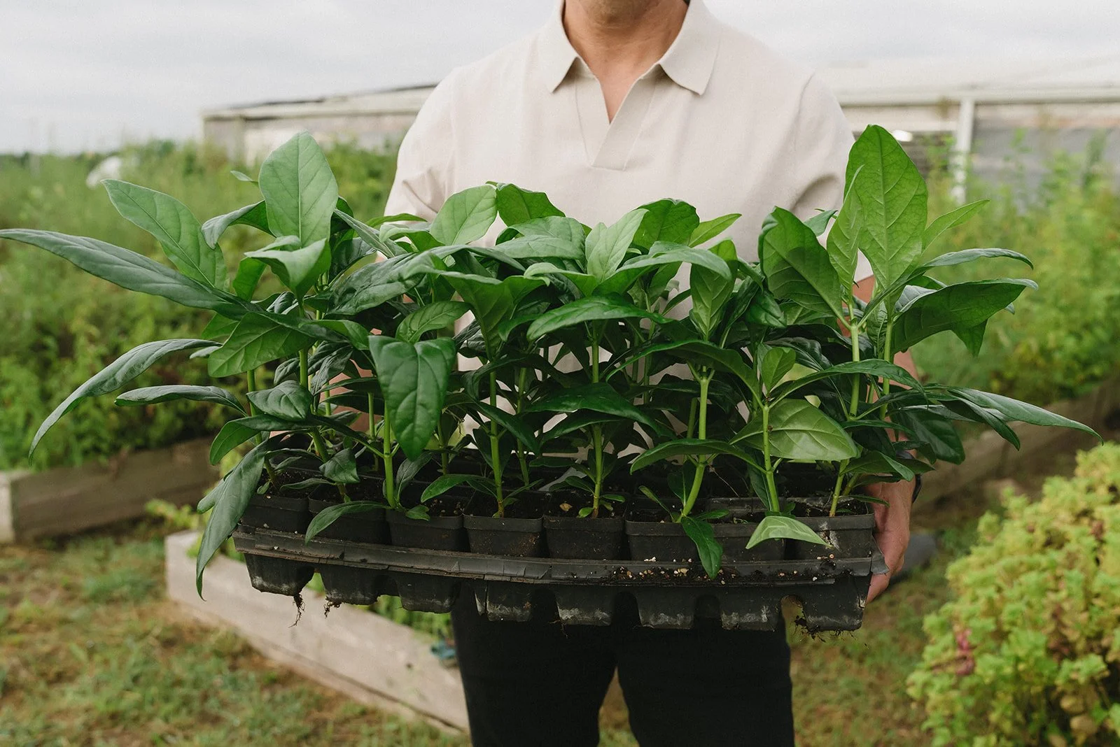 A person holding a tray of young green plant seedlings in a greenhouse or garden setting.