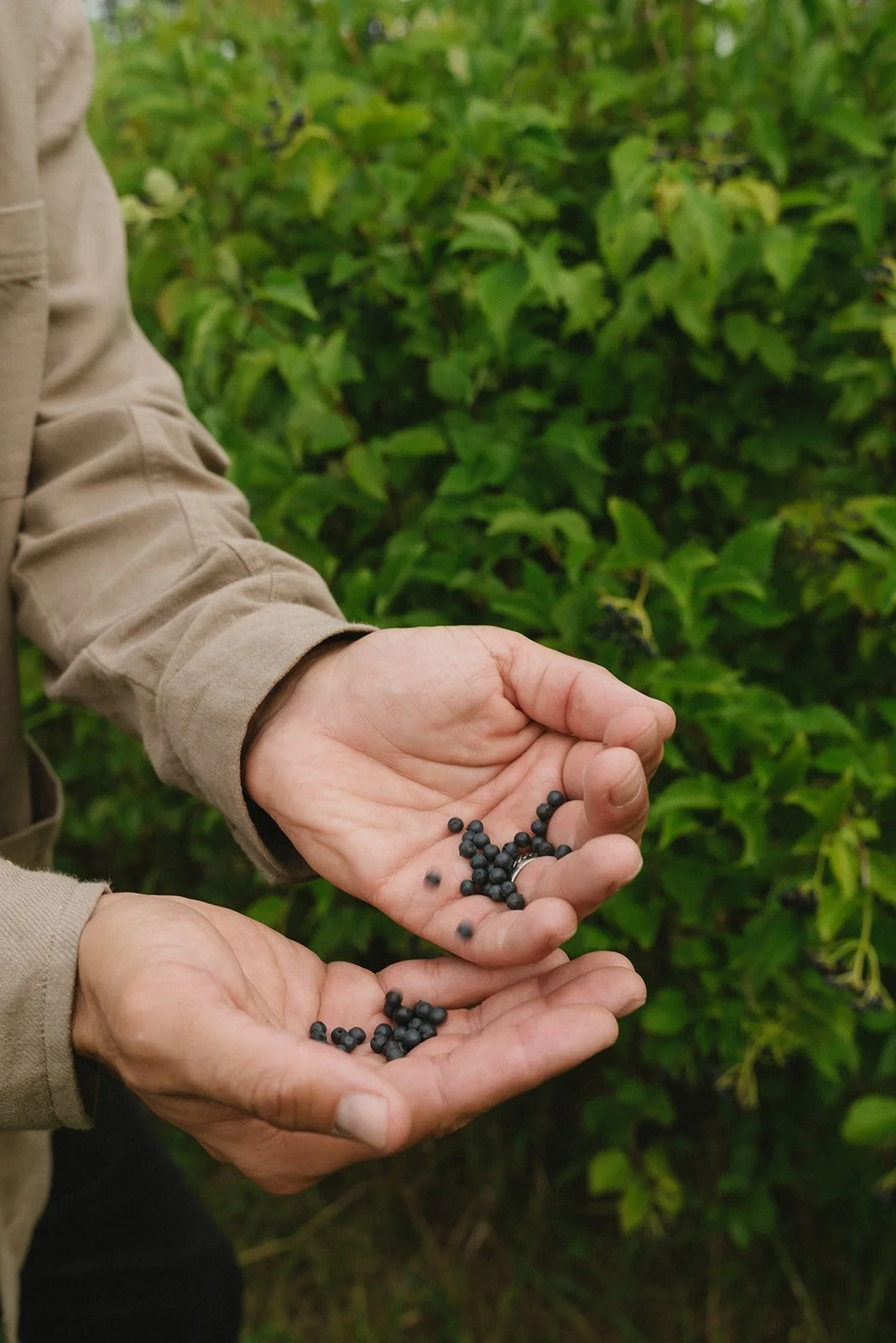 Hands holding small, dark berries with a background of green foliage.