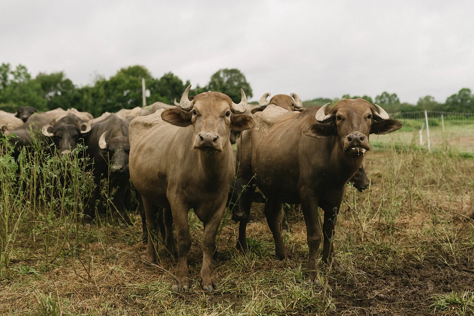 A herd of buffalo standing on grassy land, with two buffalo at the front looking directly at the camera, and others visible in the background under an overcast sky.