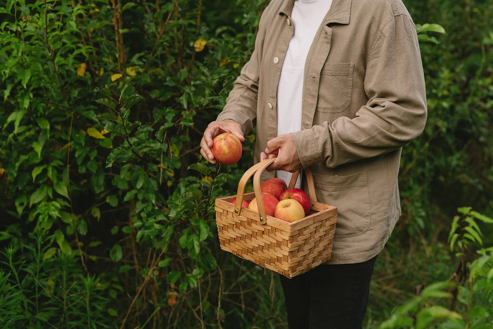 Person holding a apple while picking apples into a basket in an orchard.