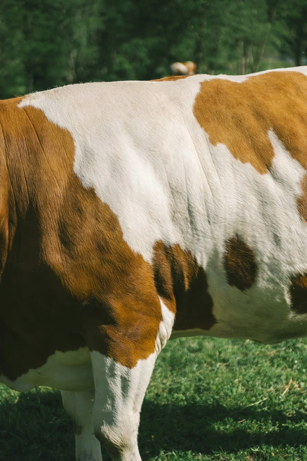 Is Grass-Fed Meat a Scam? Here’s The Truth