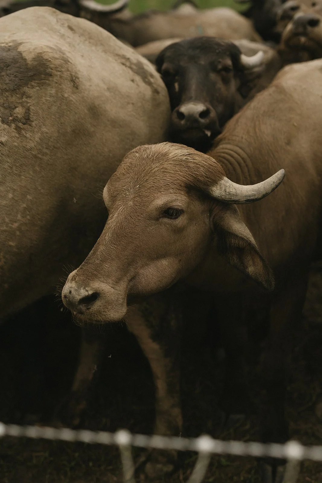Group of buffaloes with one brown buffalo in the foreground and a black buffalo in the background, behind a wire fence.