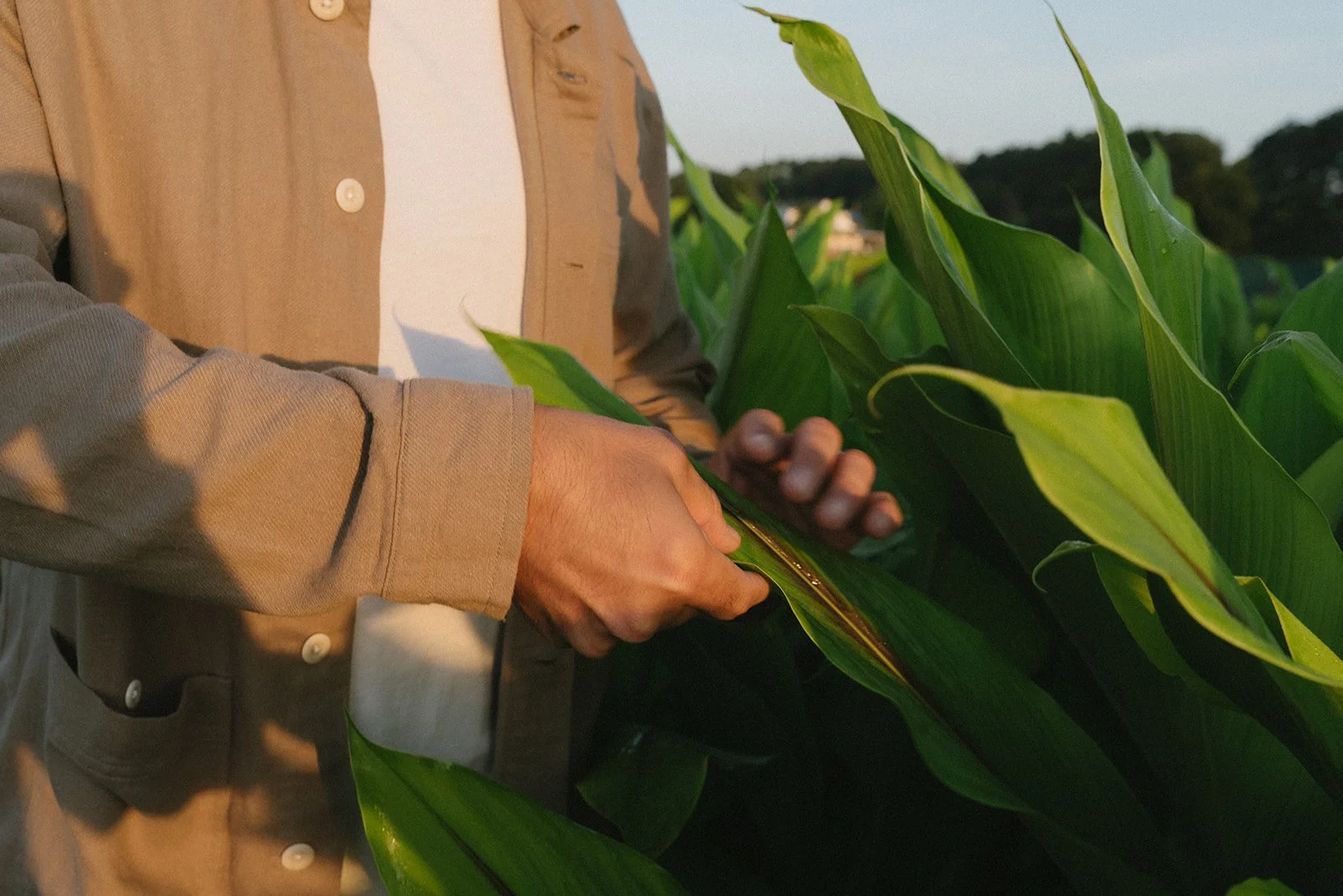 A person wearing a tan shirt is inspecting or harvesting corn in a field, with green corn plants under a clear sky.