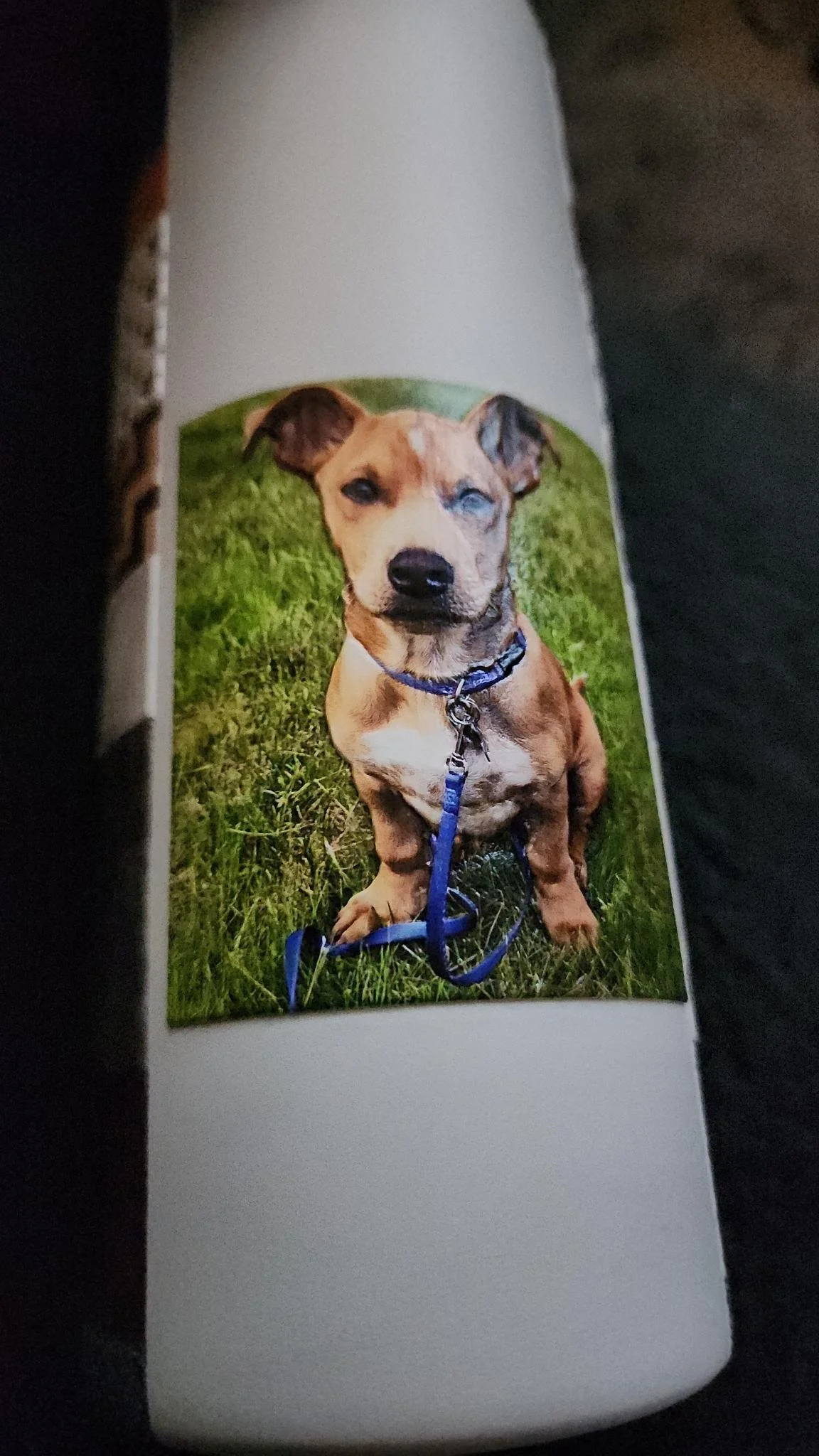 Photo of a brown dog sitting on green grass, wearing a blue collar and leash. Andy.