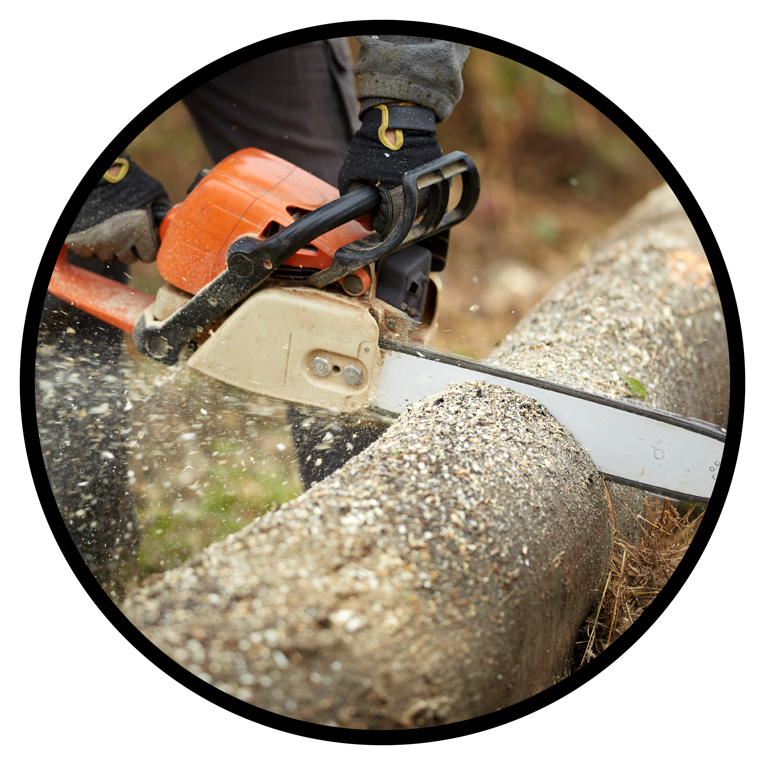 Person operating a chainsaw cutting through wood or log outdoors, with sawdust flying.