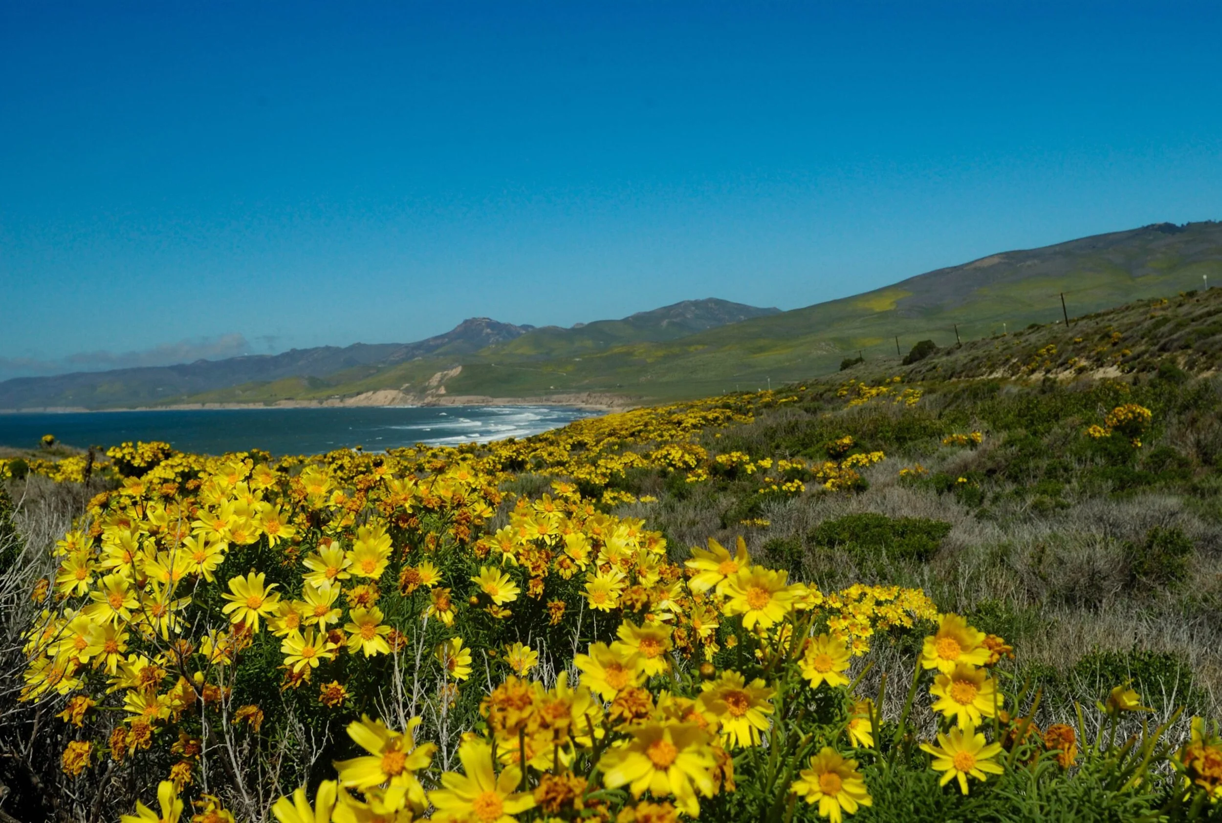 Enjoy the Last Bit of Spring in the California Central Coast