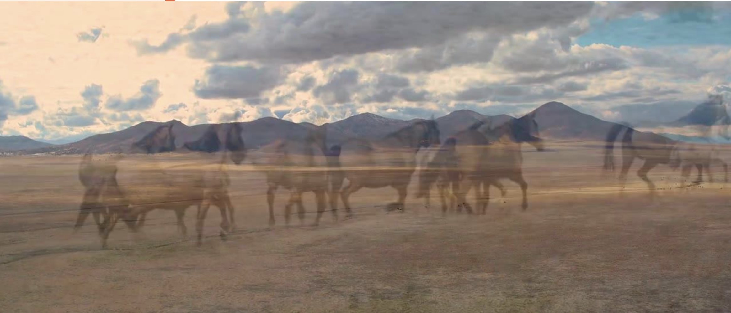 Return to Freedom, American Wild Horse Sanctuary
