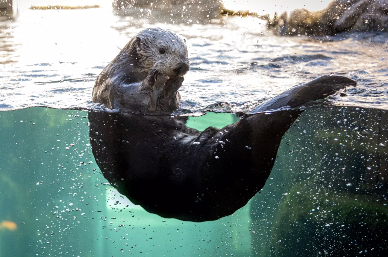 Monterey Bay Aquarium