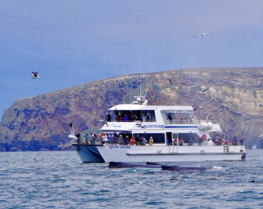 Island Packers Cruises