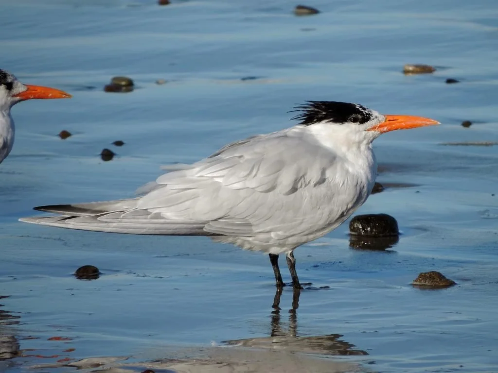 Morro Bay Bird Festival